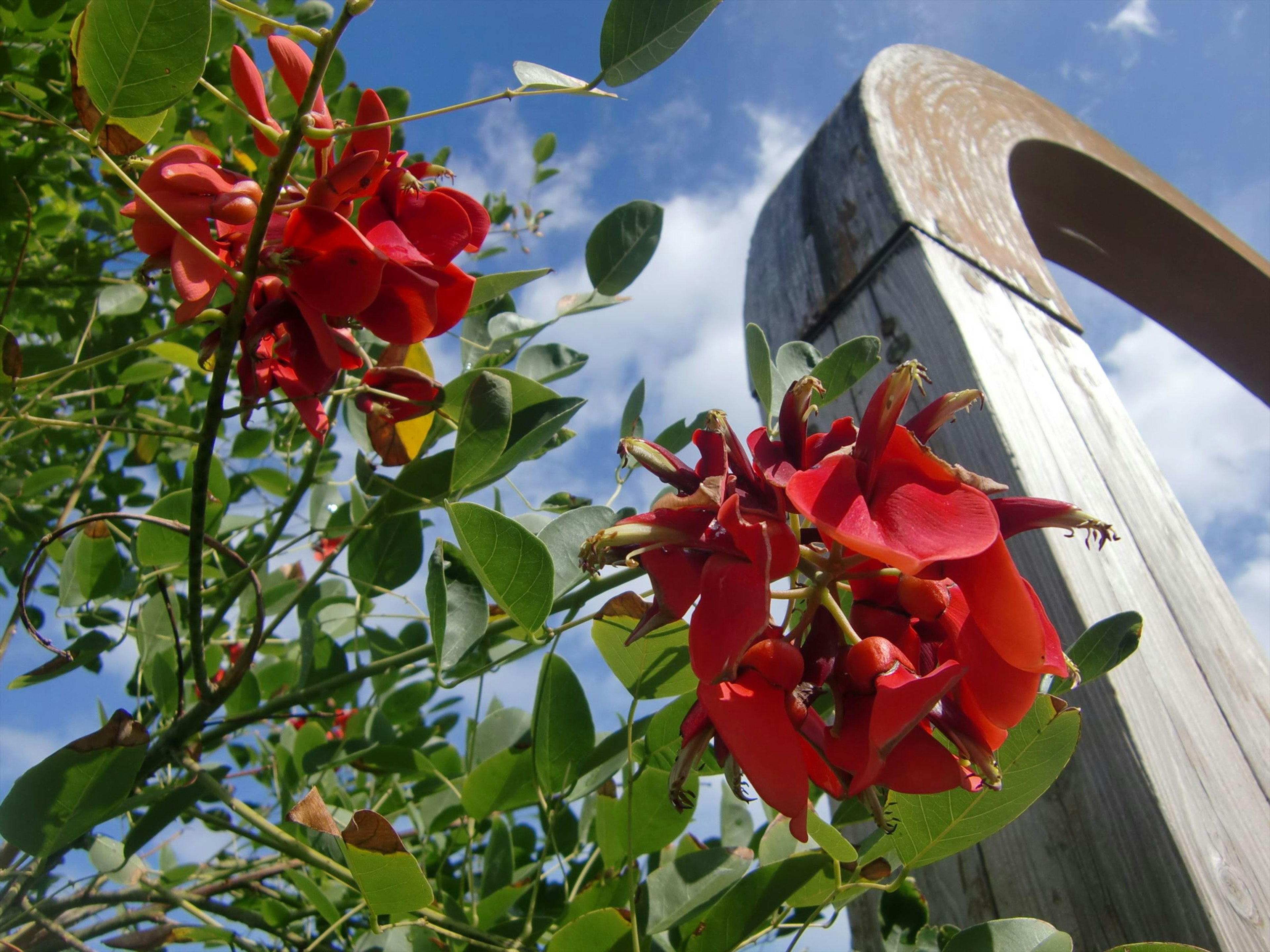 Fiori rossi e una scultura in legno sotto un cielo blu