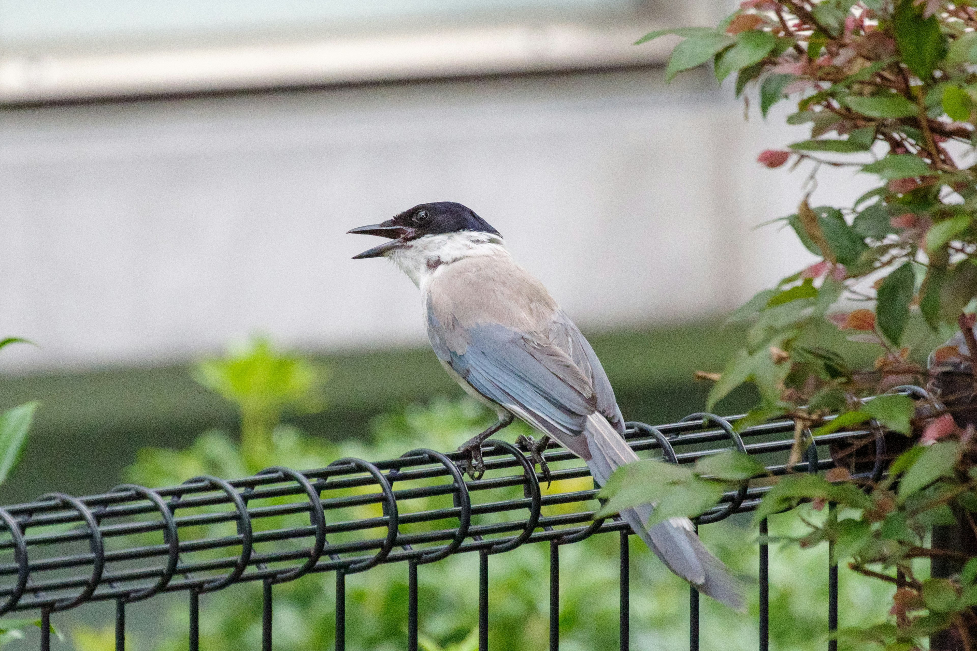 青い羽と黒い頭を持つ鳥がフェンスに止まっている