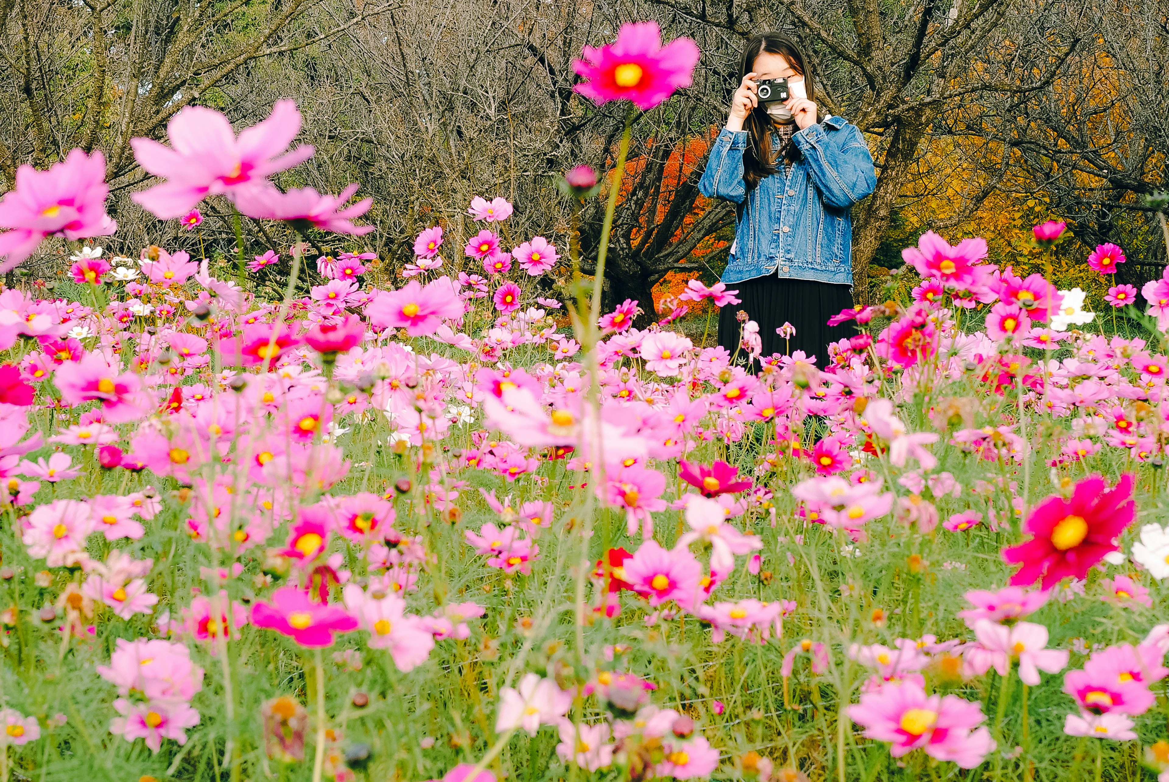 Donna con una macchina fotografica in un campo di fiori di cosmos vivaci