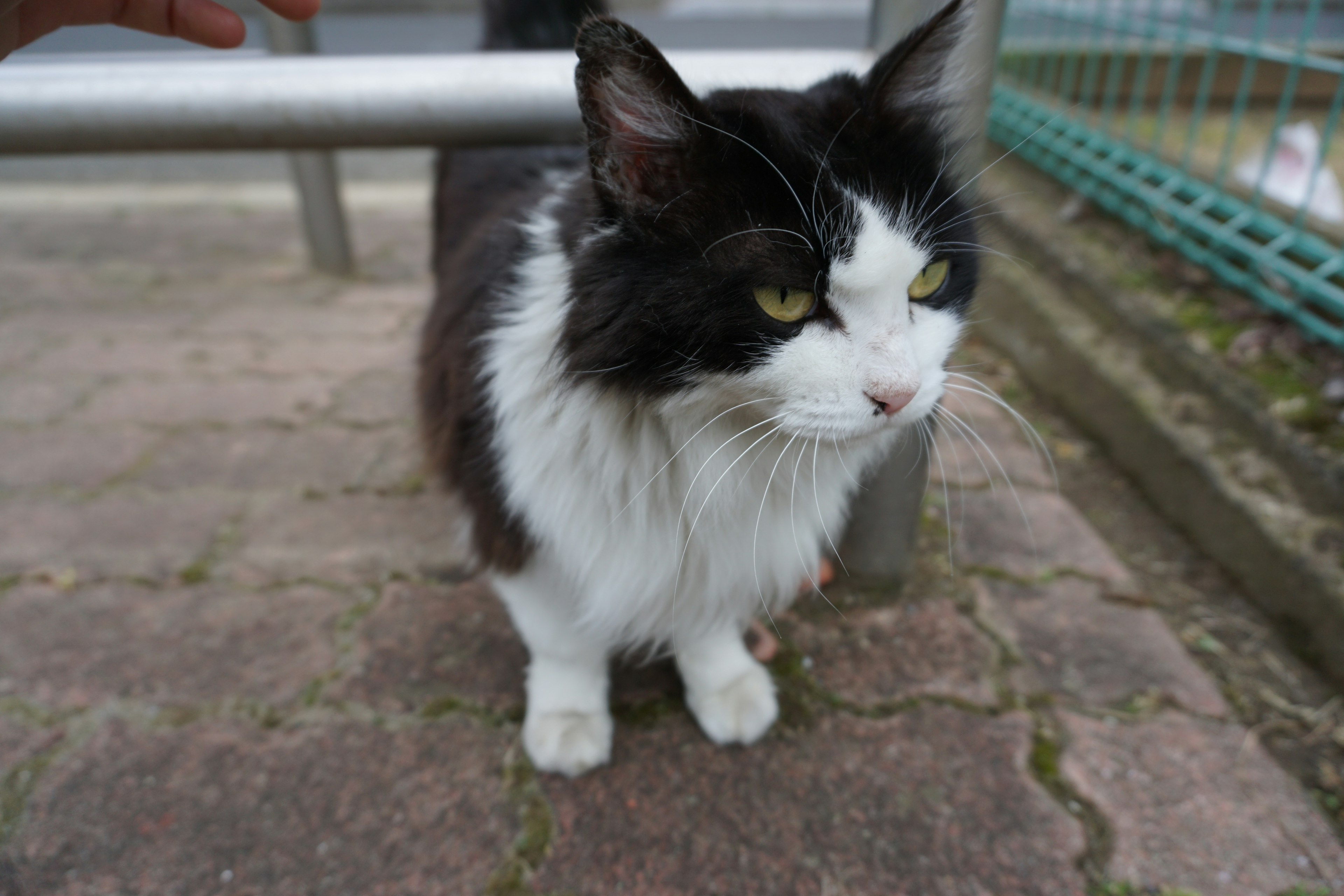 A black and white cat standing near a railing