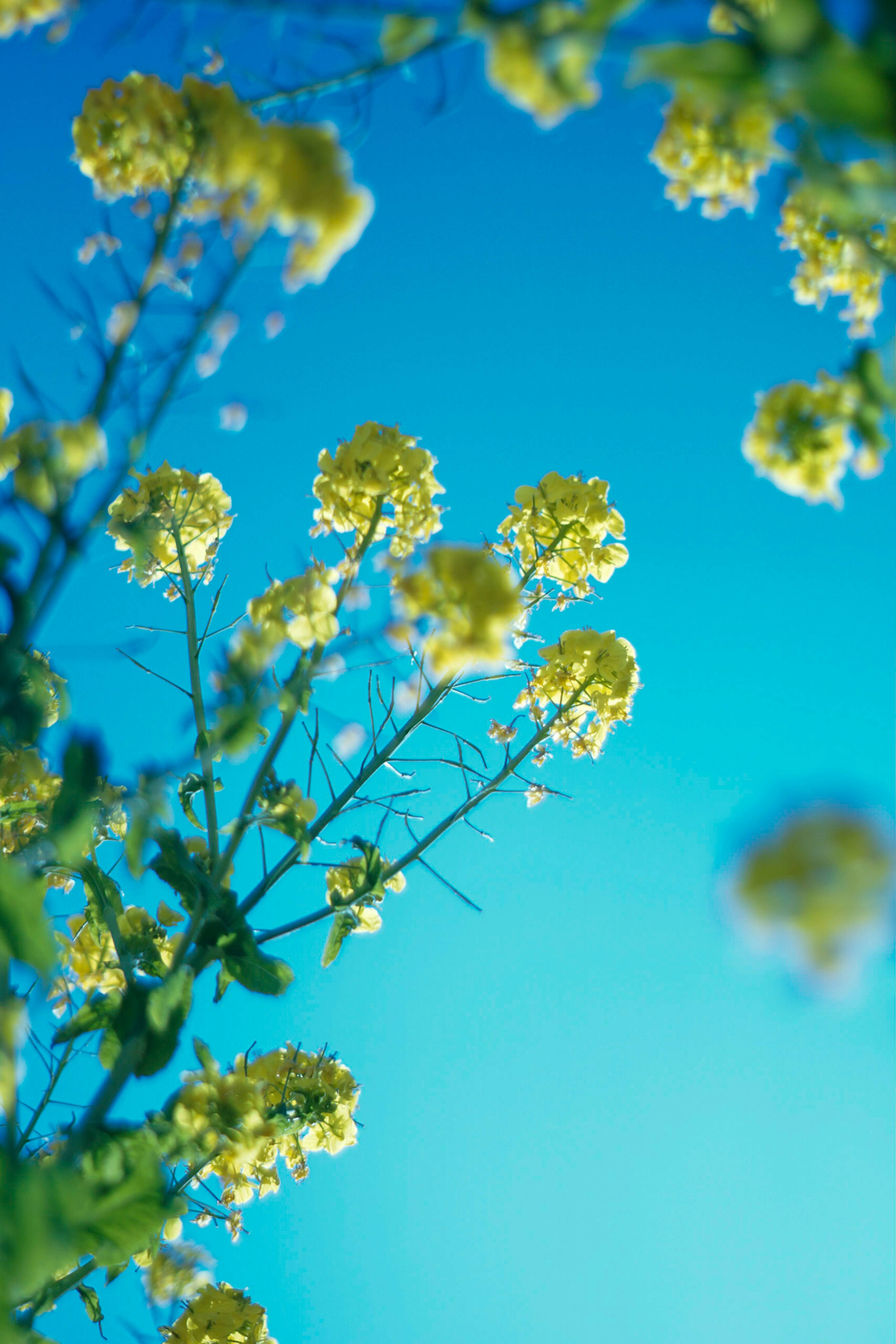 Nahaufnahme von gelben Blumen vor blauem Himmel