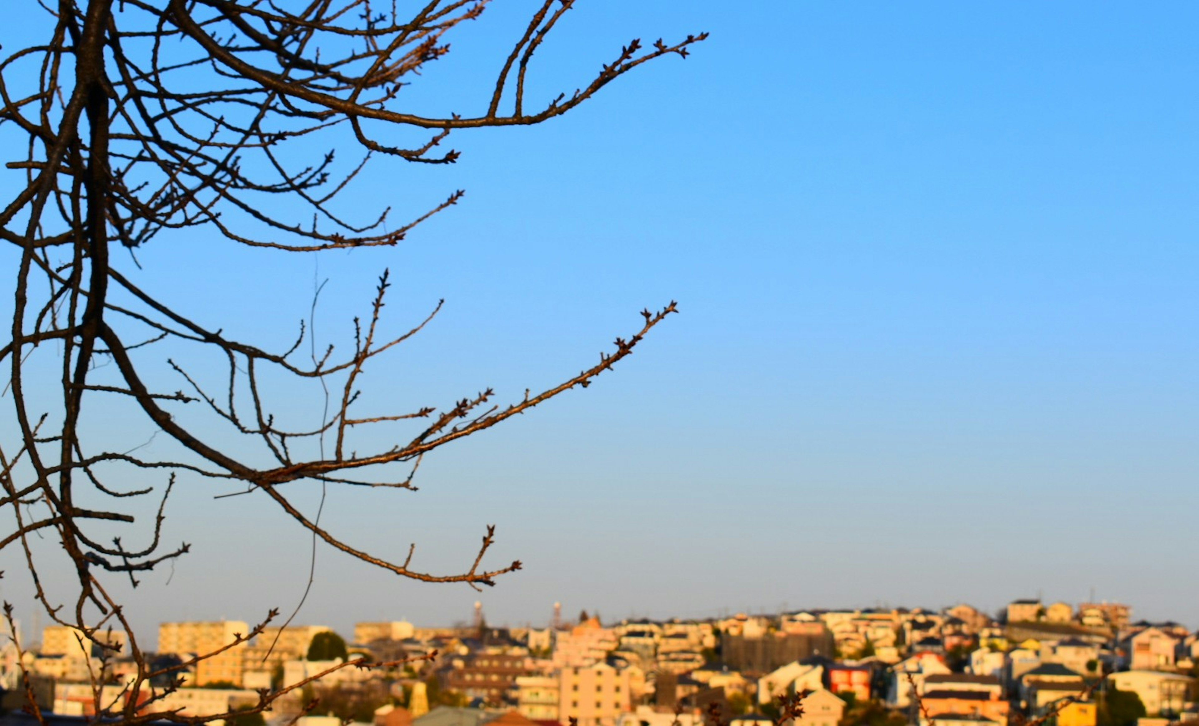 Paesaggio urbano sotto un cielo blu con rami di albero