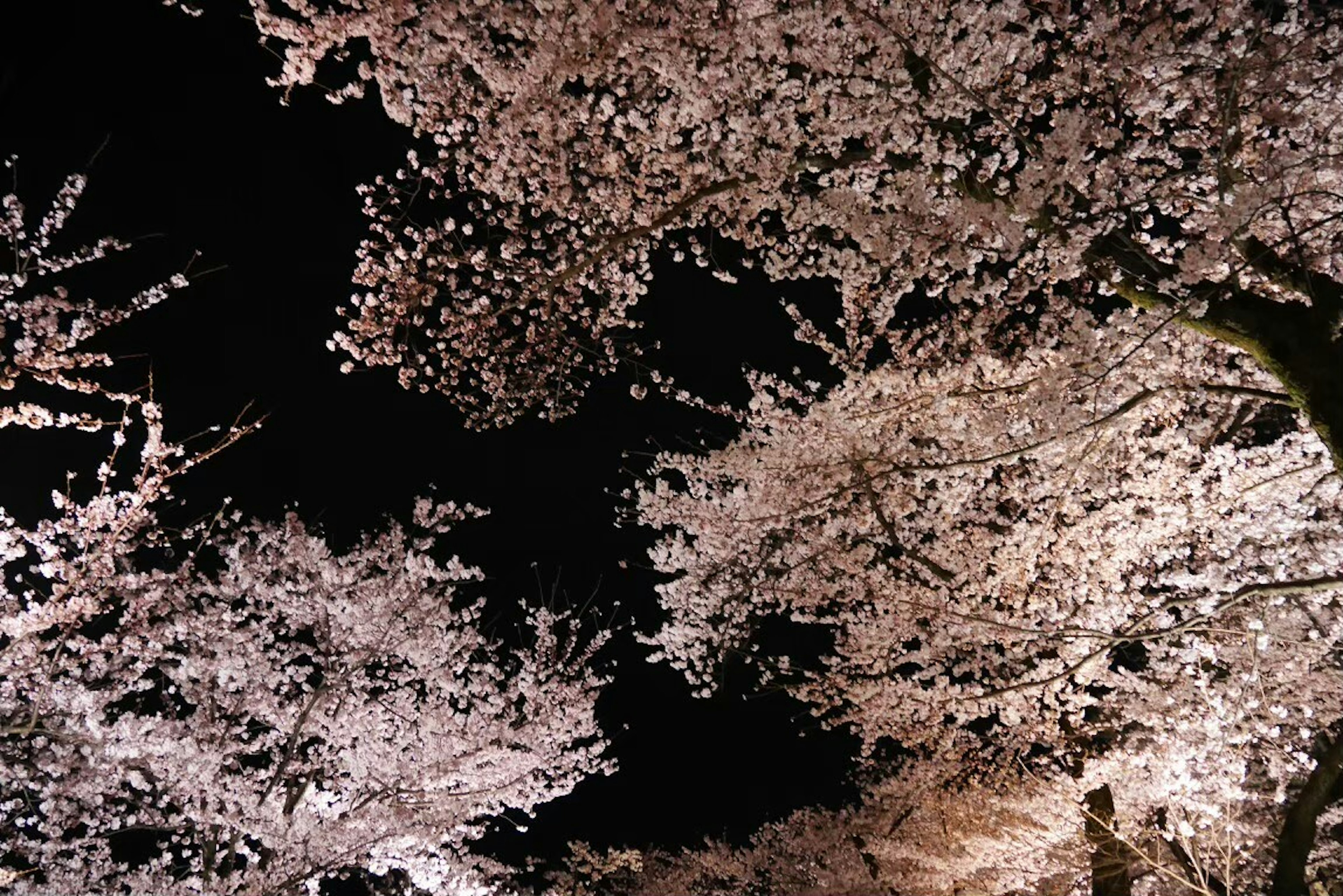 Escena nocturna de cerezos en flor