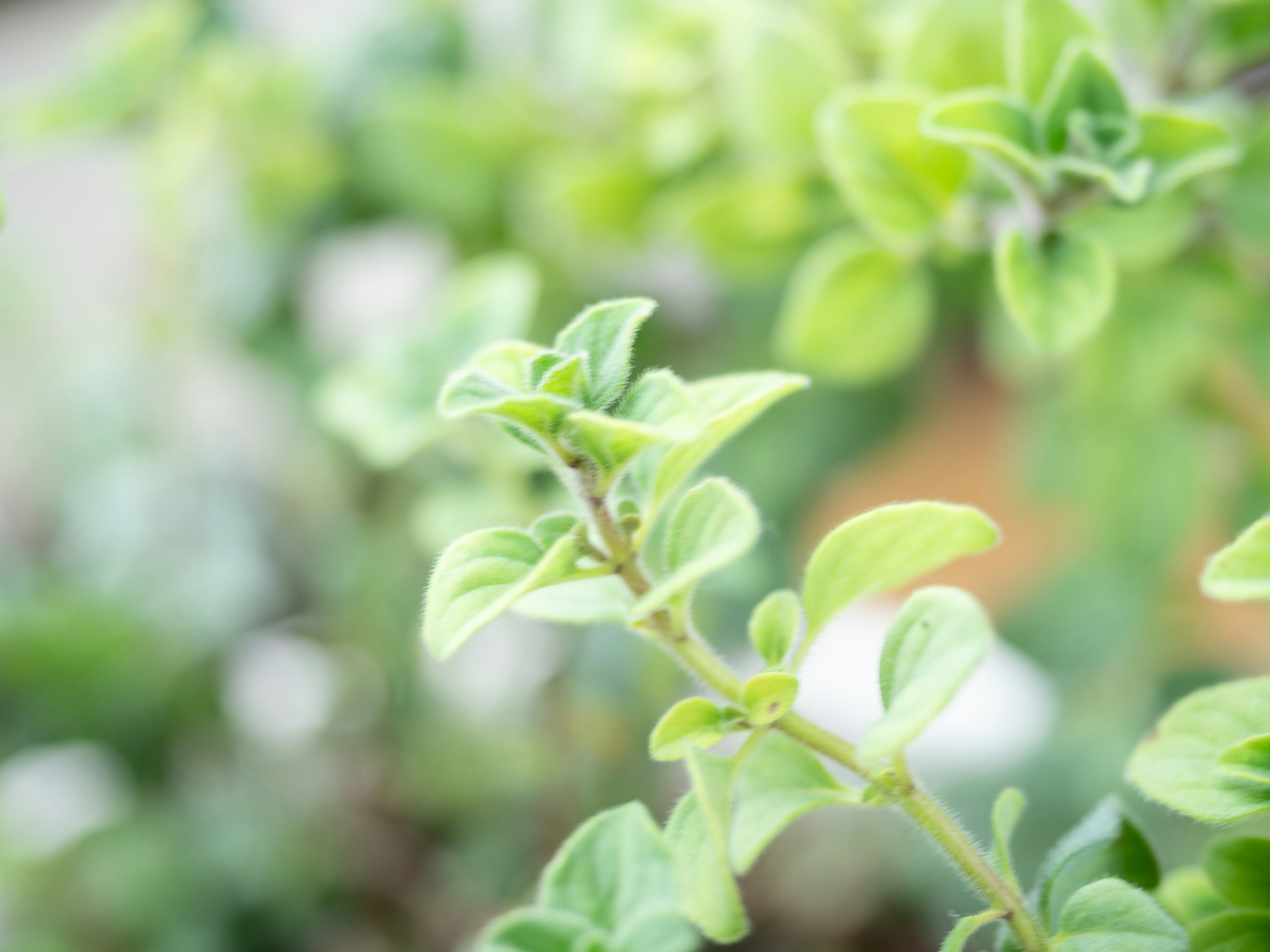 Close-up daun oregano hijau yang cerah