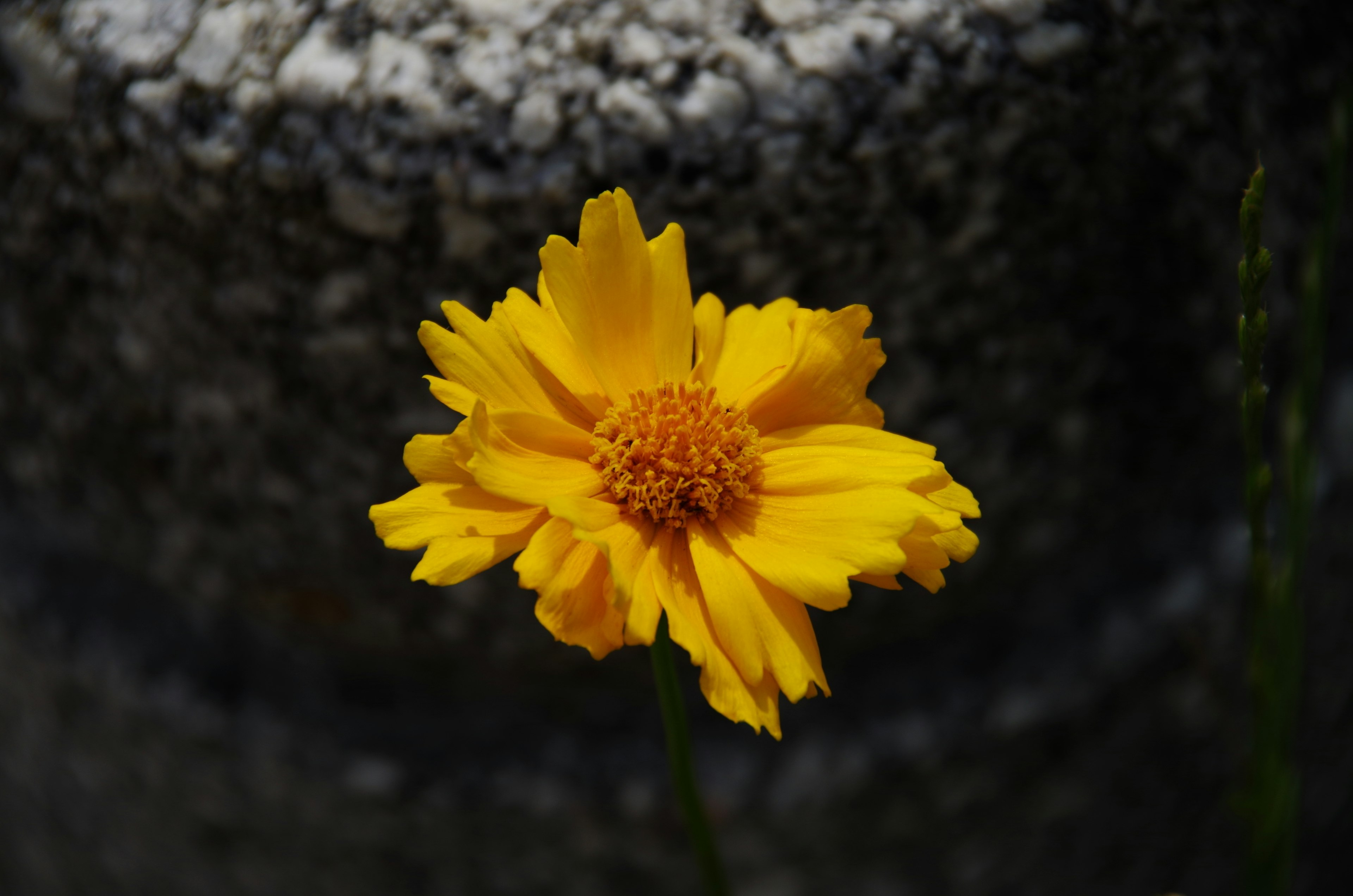 黄色い花が背景の石の上に咲いている