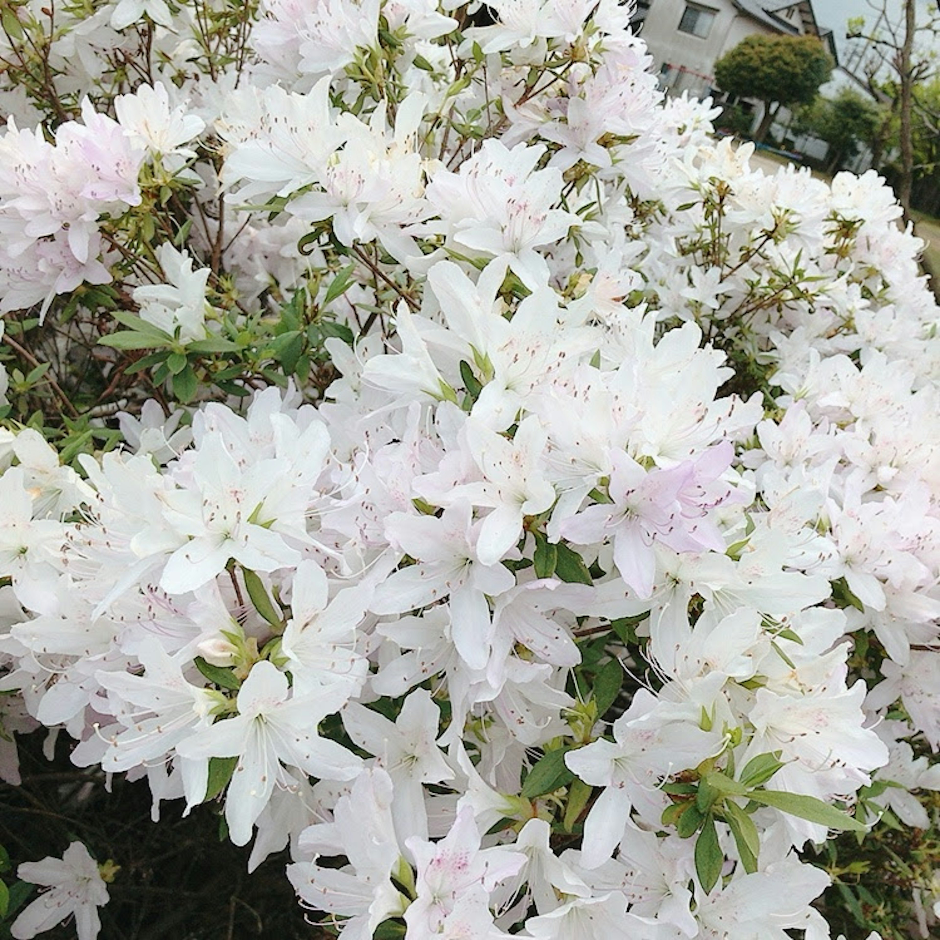 Nahaufnahme von blühenden weißen Azaleenblüten