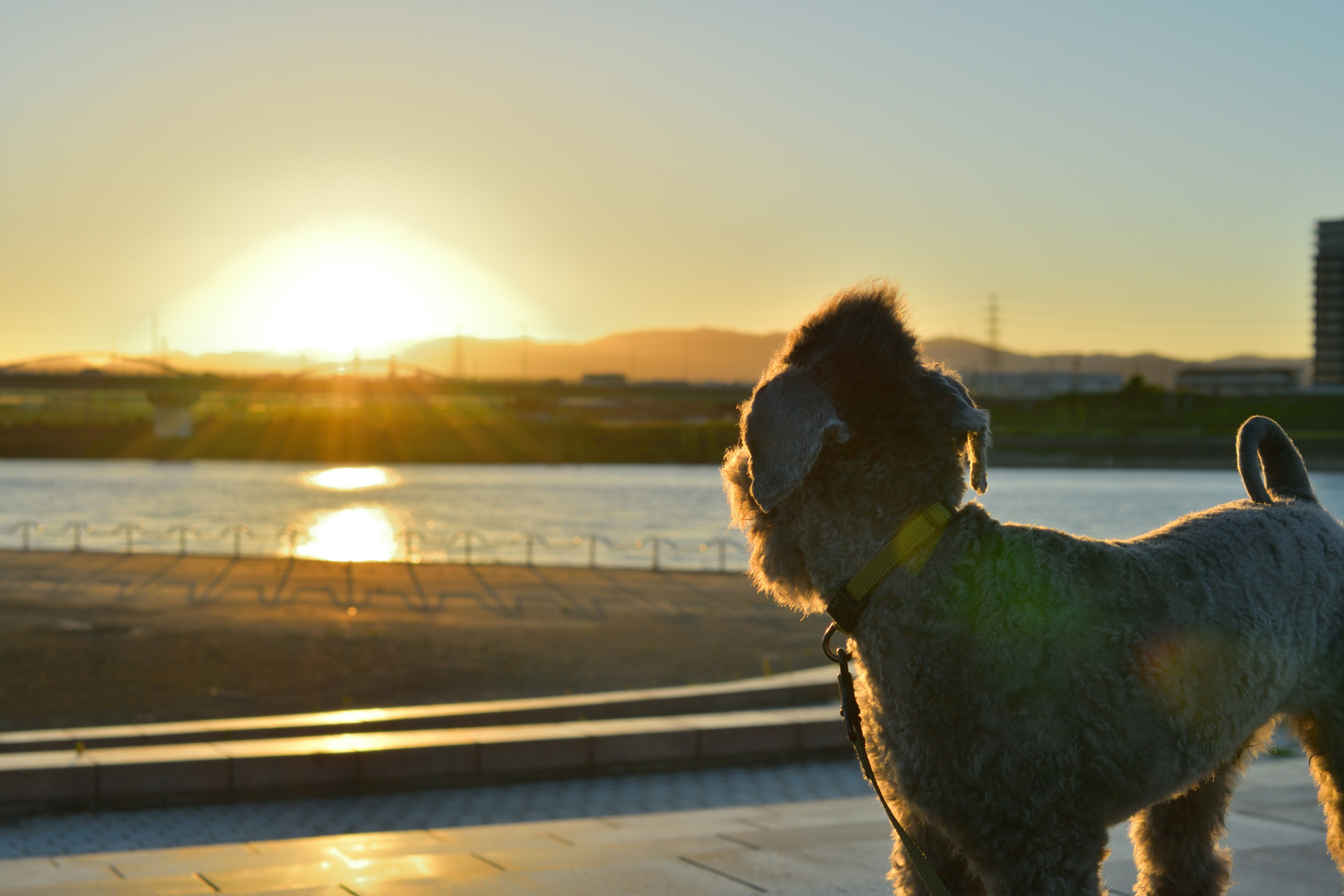 Perro mirando al atardecer junto a un río