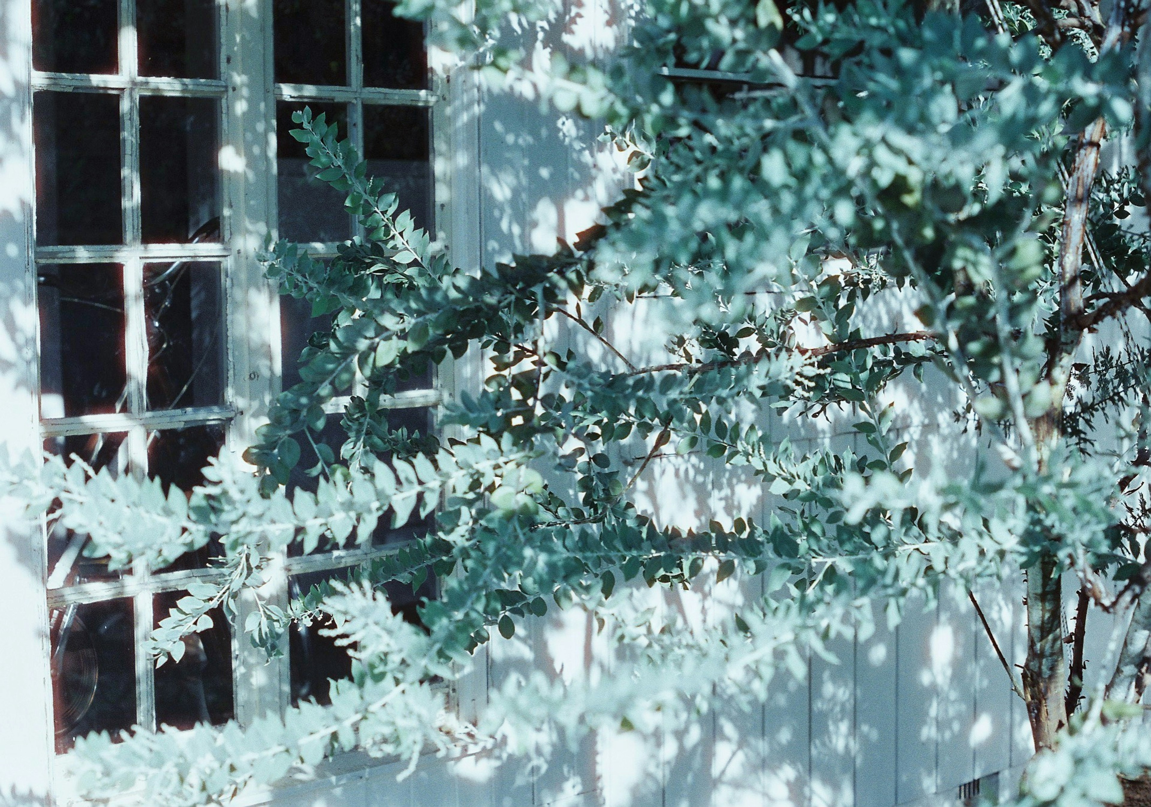 Close-up of green leaves against a white wall with a window