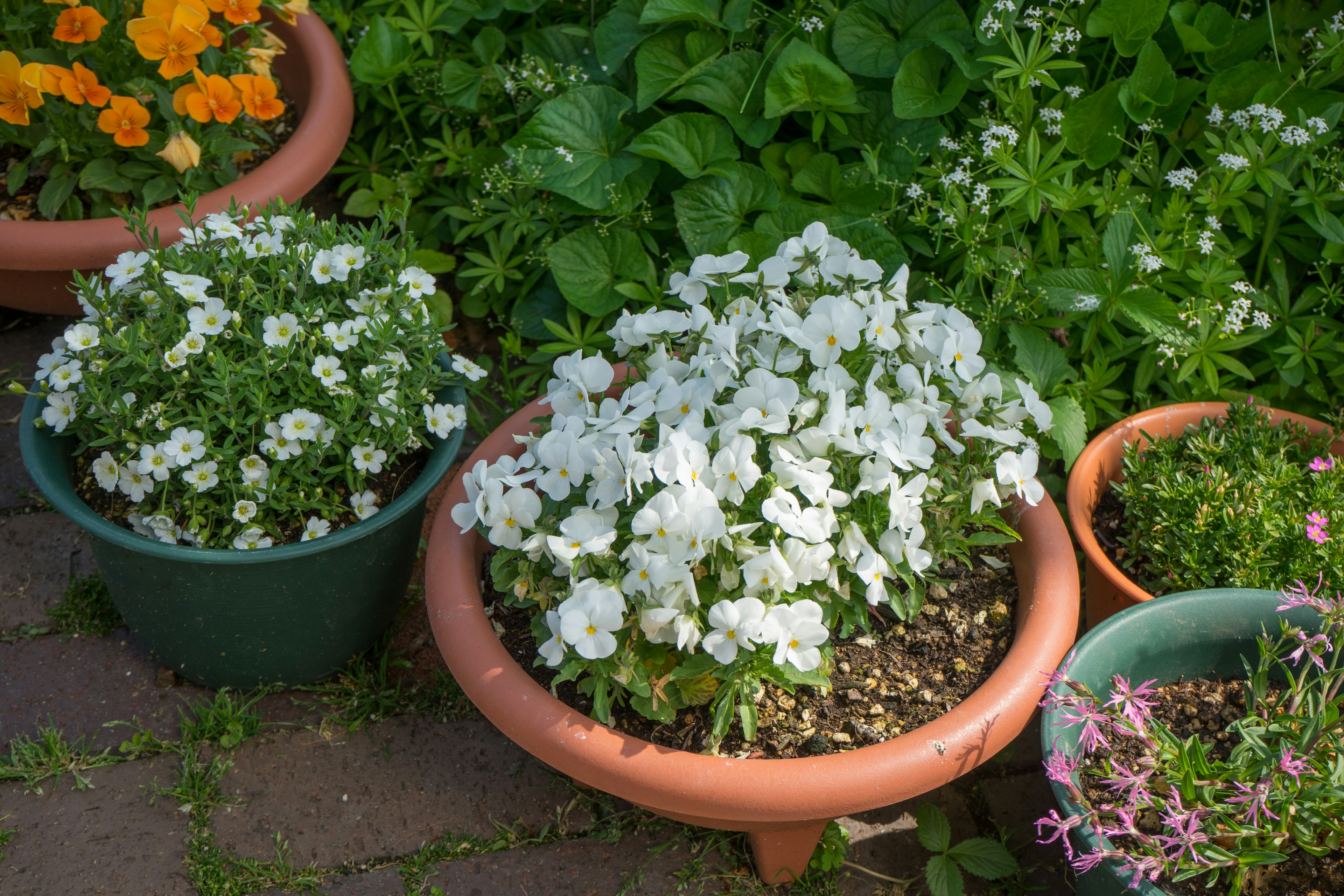 Weiß blühende Pflanzen in Töpfen umgeben von üppigem grünem Laub in einem Garten