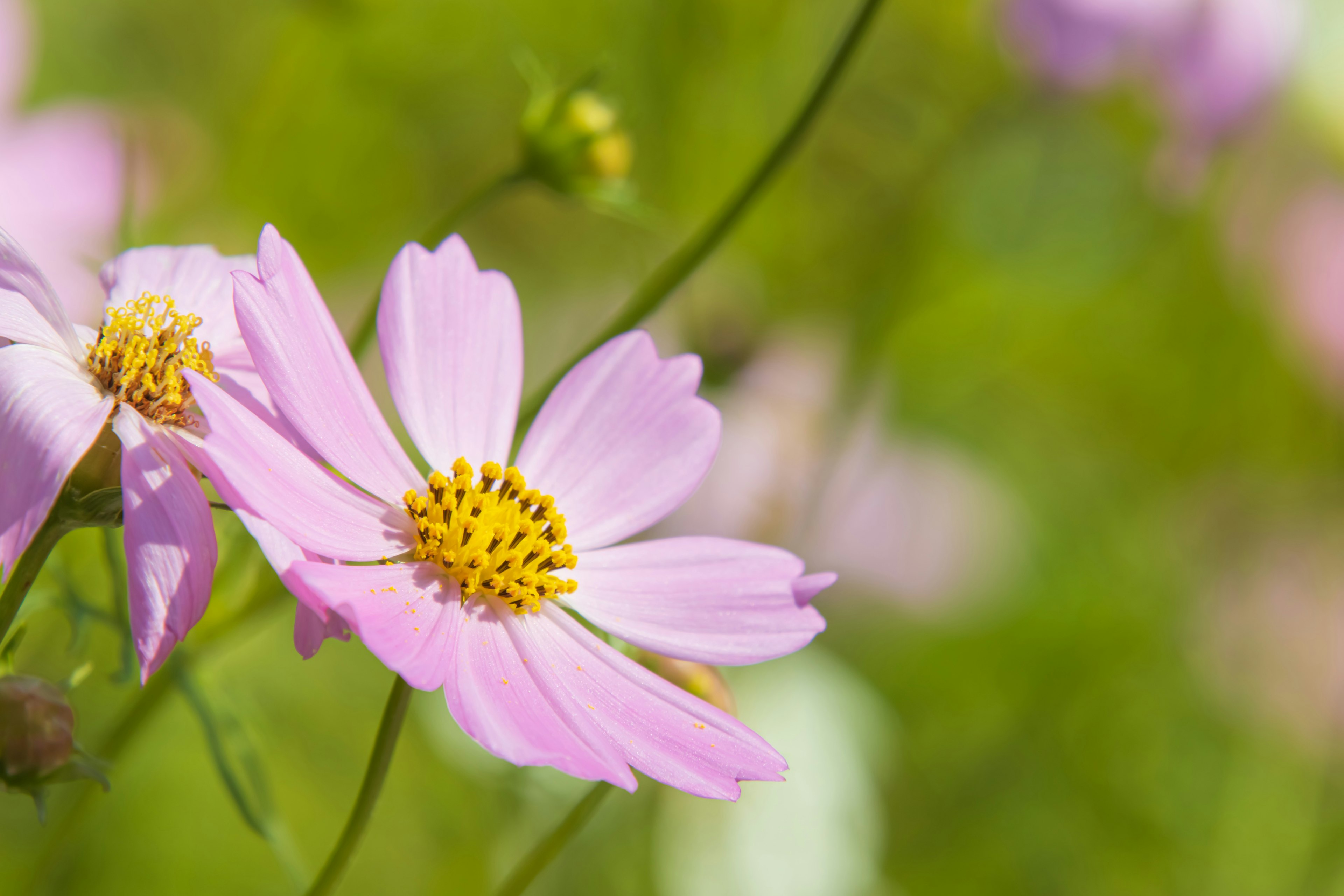 薄いピンクの花と黄色の中心を持つ花のクローズアップ