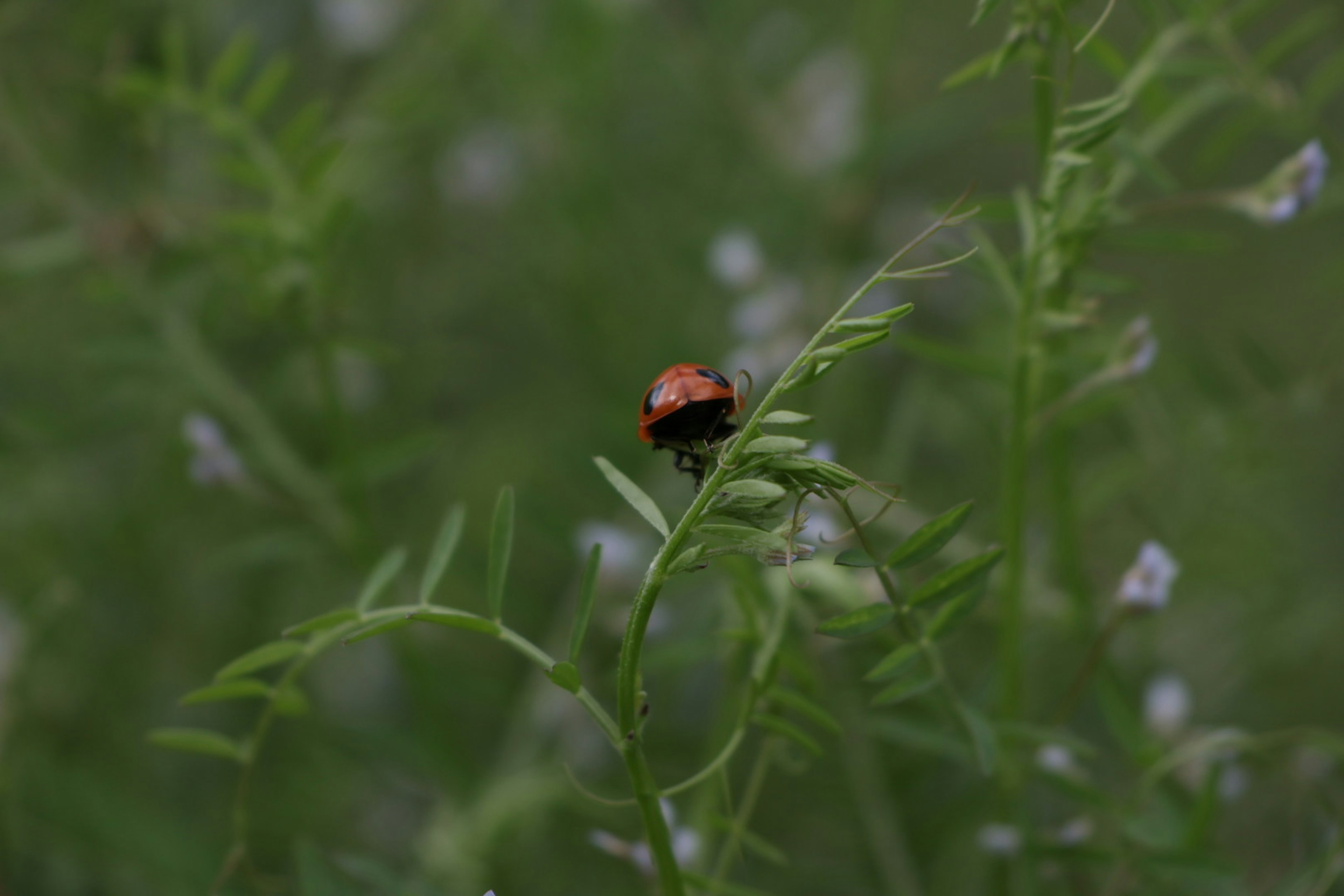 緑の植物の葉の上にいる小さな赤いテントウムシ