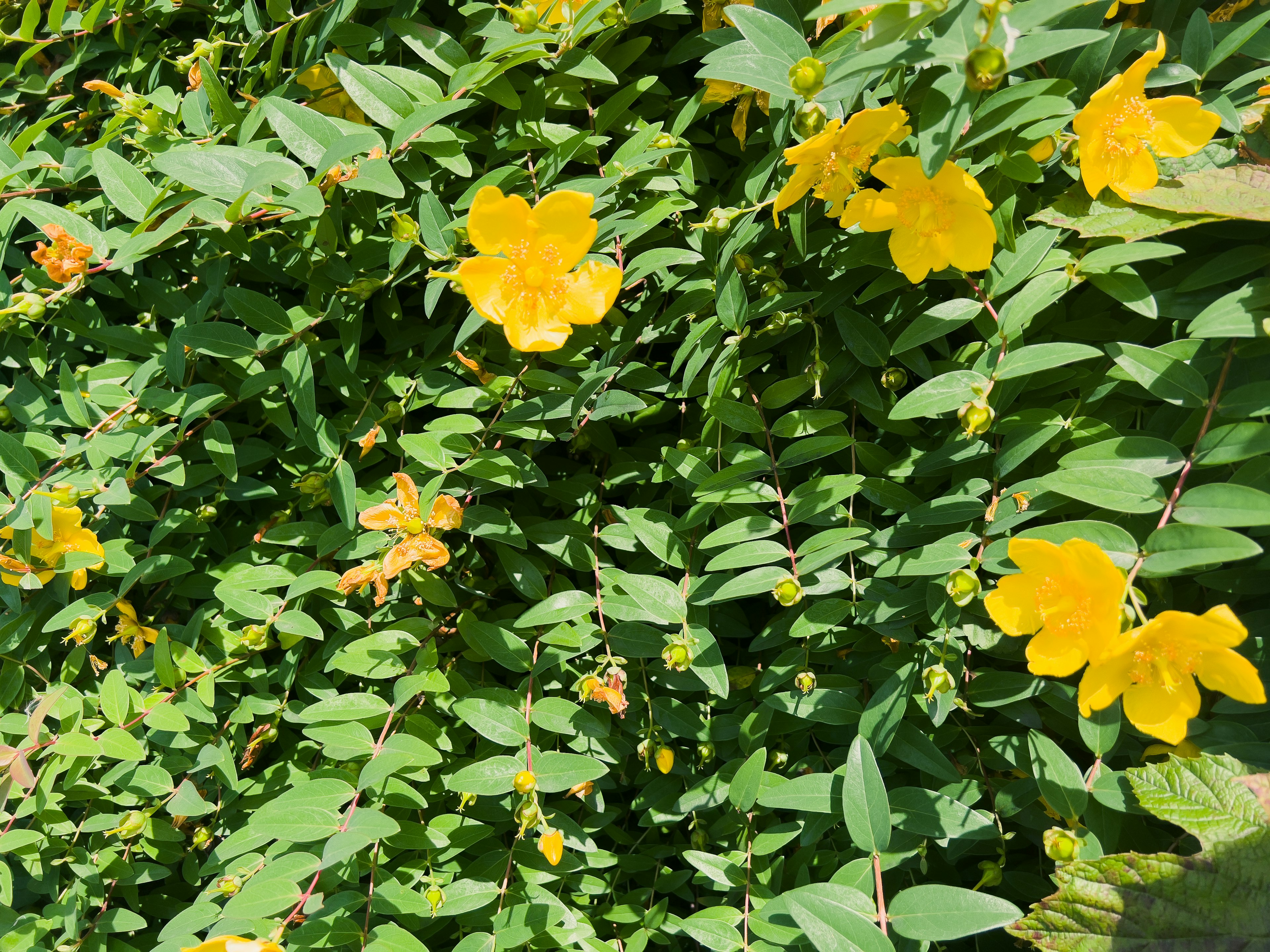 緑の葉の中に咲く鮮やかな黄色の花々