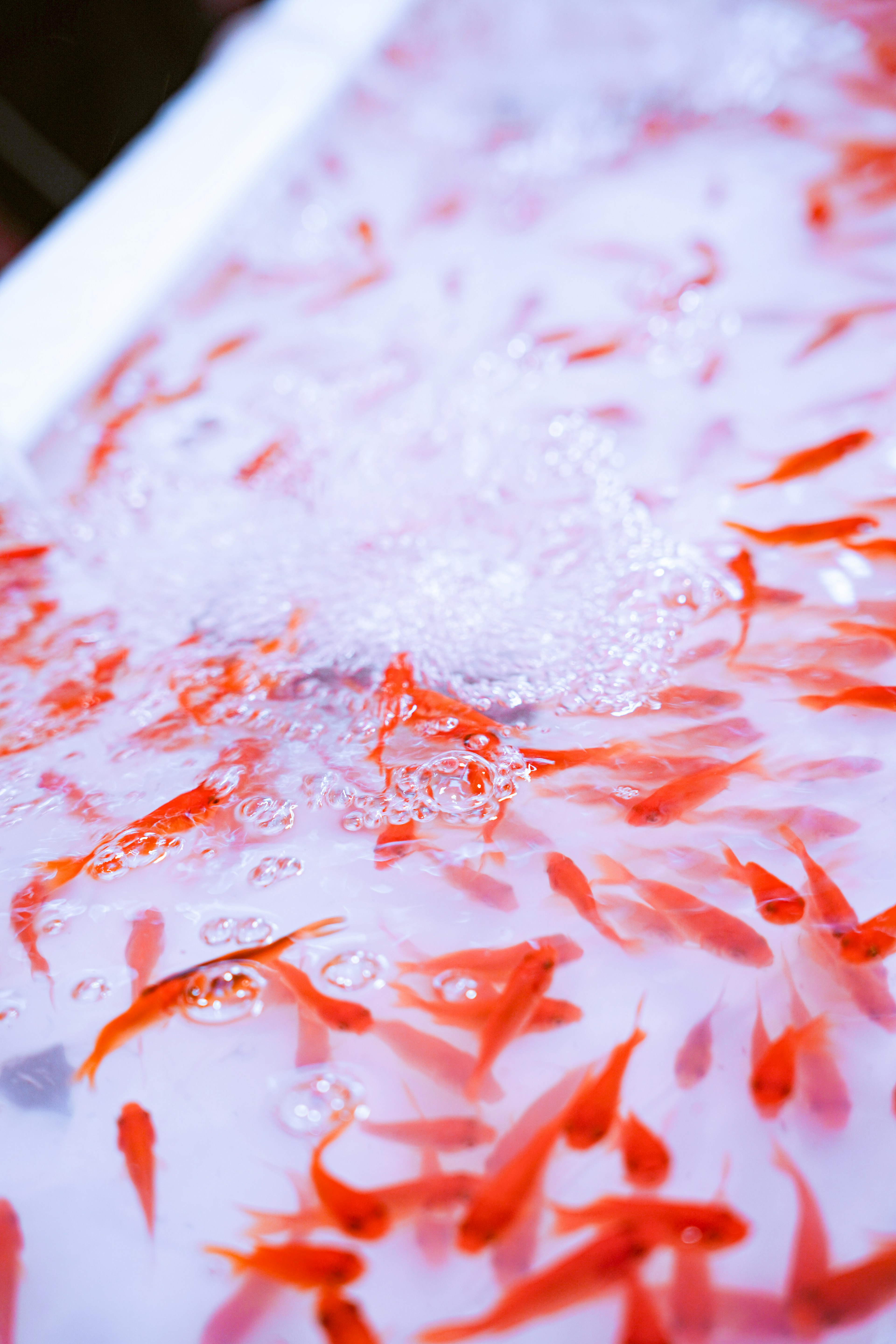 A school of red goldfish swimming in water with bubbles