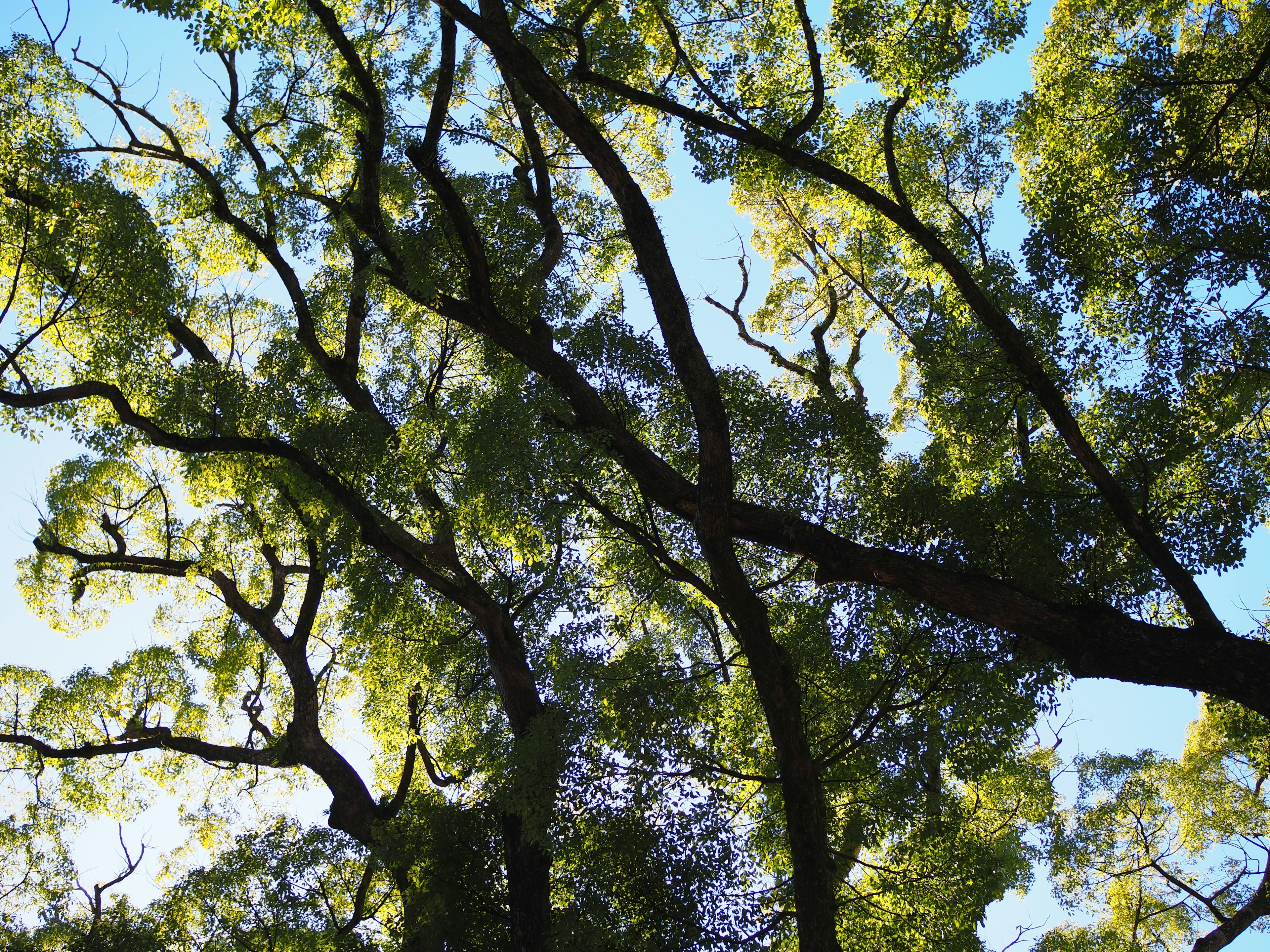 Nahaufnahme von grünen Baumzweigen vor blauem Himmel