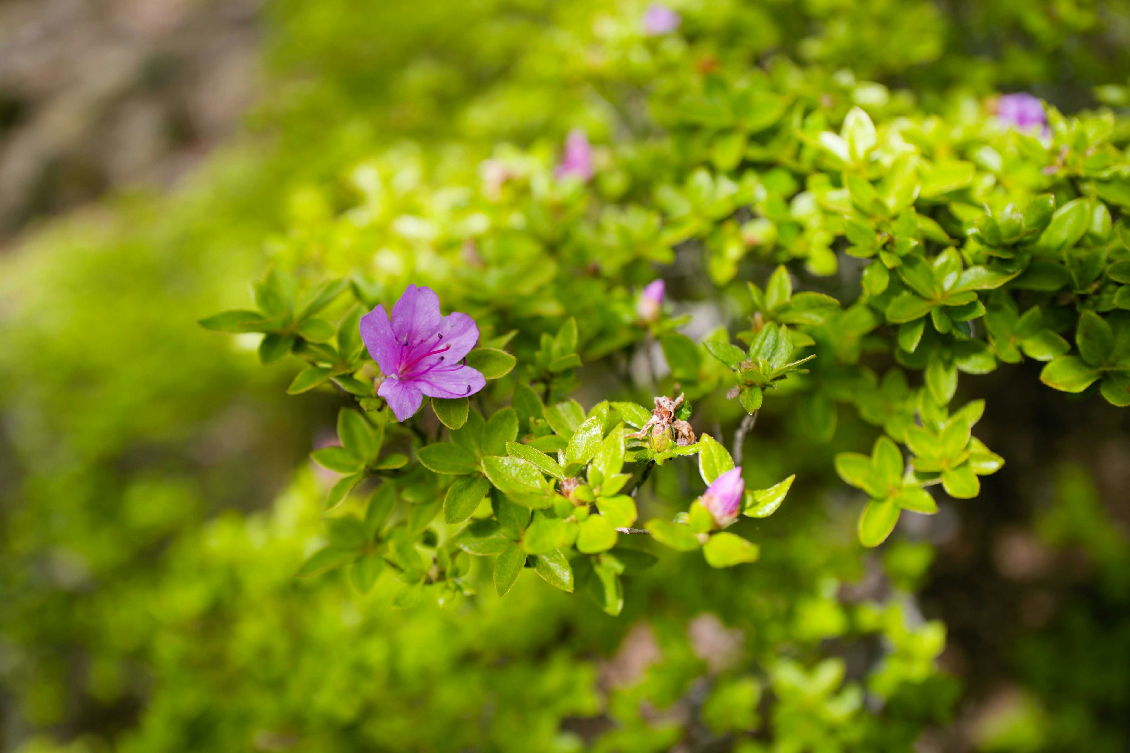 Nahaufnahme von lila Blumen, die zwischen grünen Blättern blühen