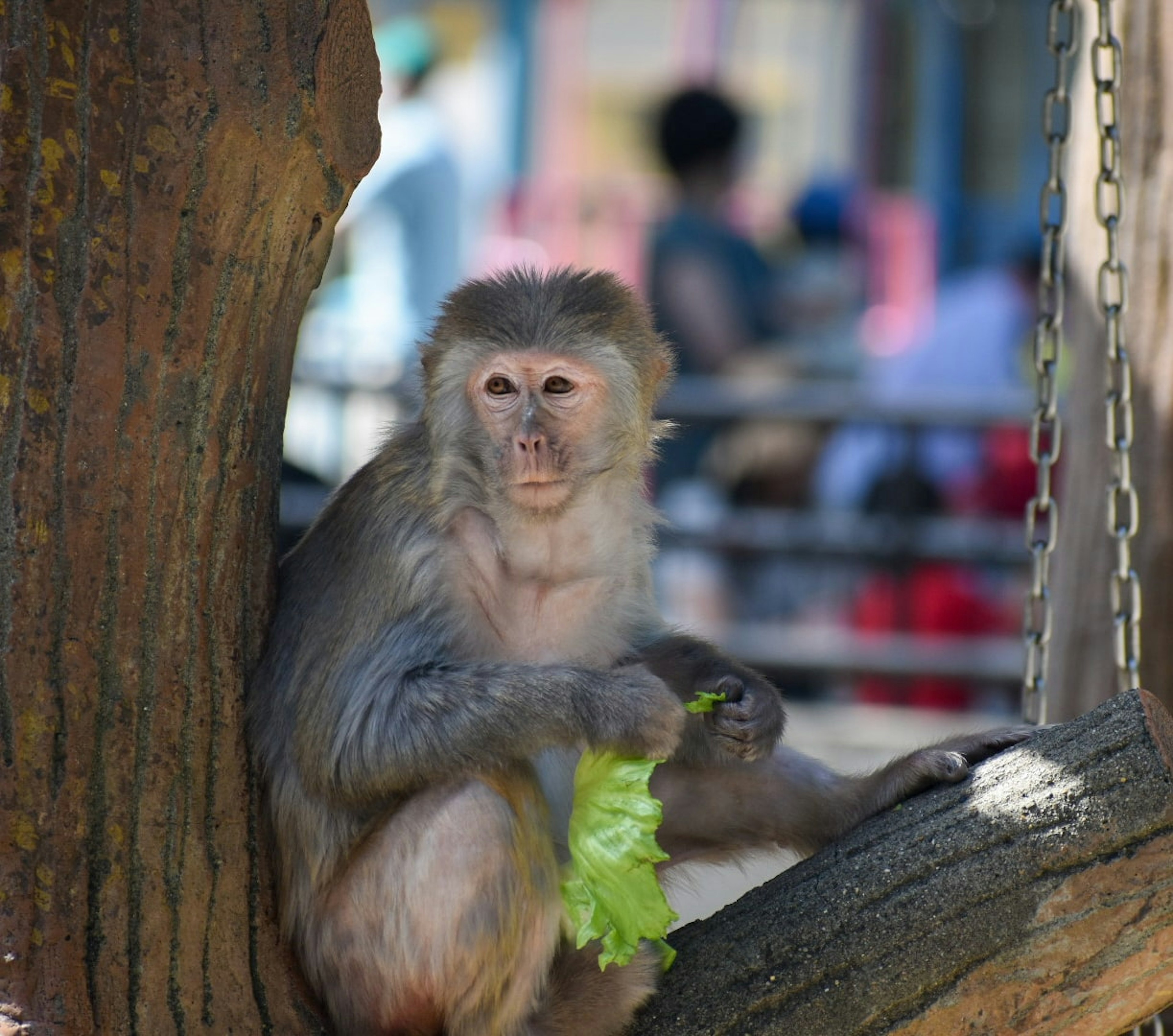 Monkey sitting by a tree eating lettuce