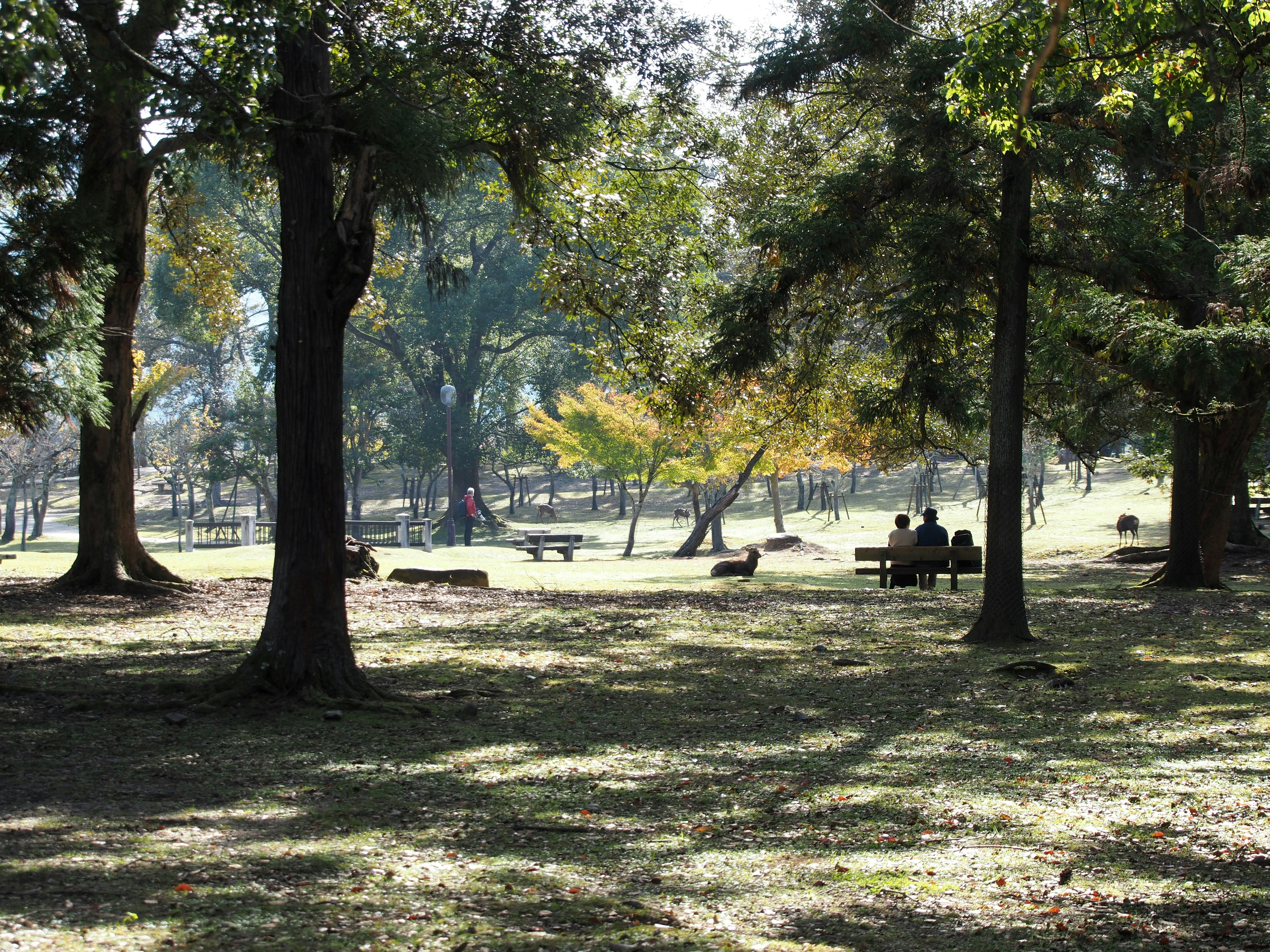 公園の静かな風景 人々が座っている木陰 明るい緑の草地