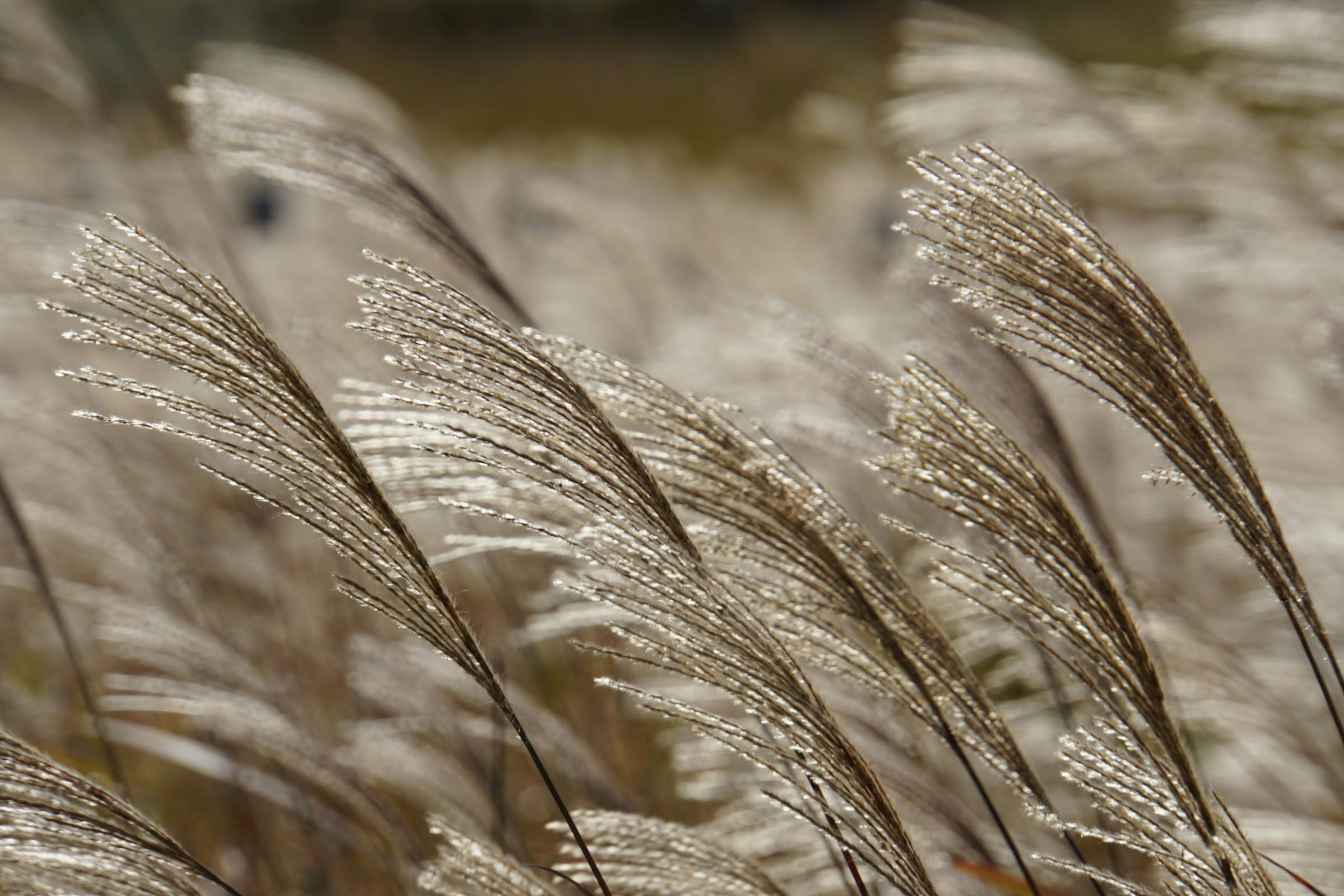 Bild von Gras, das im Wind weht