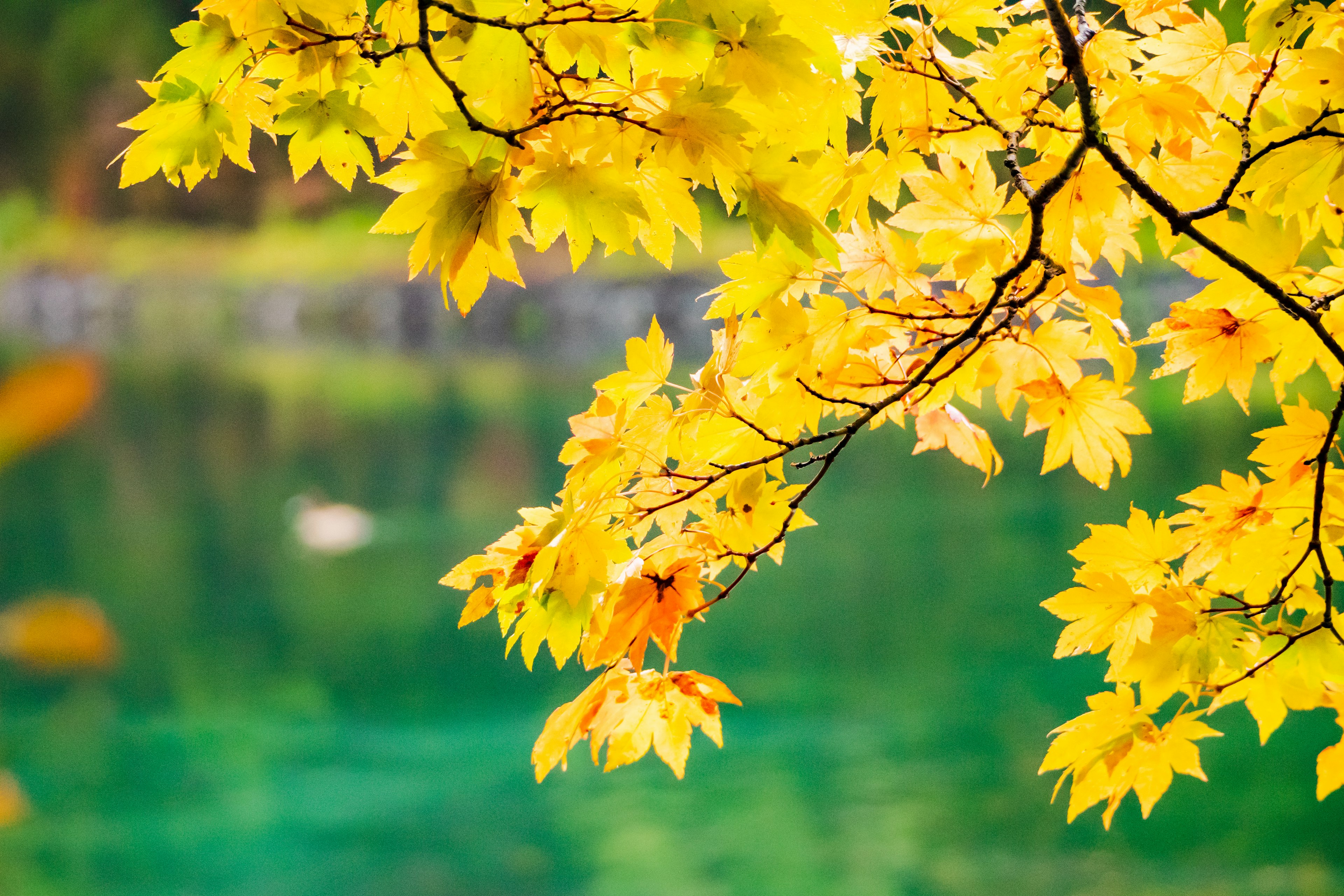 Feuilles d'érable jaunes vibrantes avec une surface d'eau verte sereine dans un cadre automnal