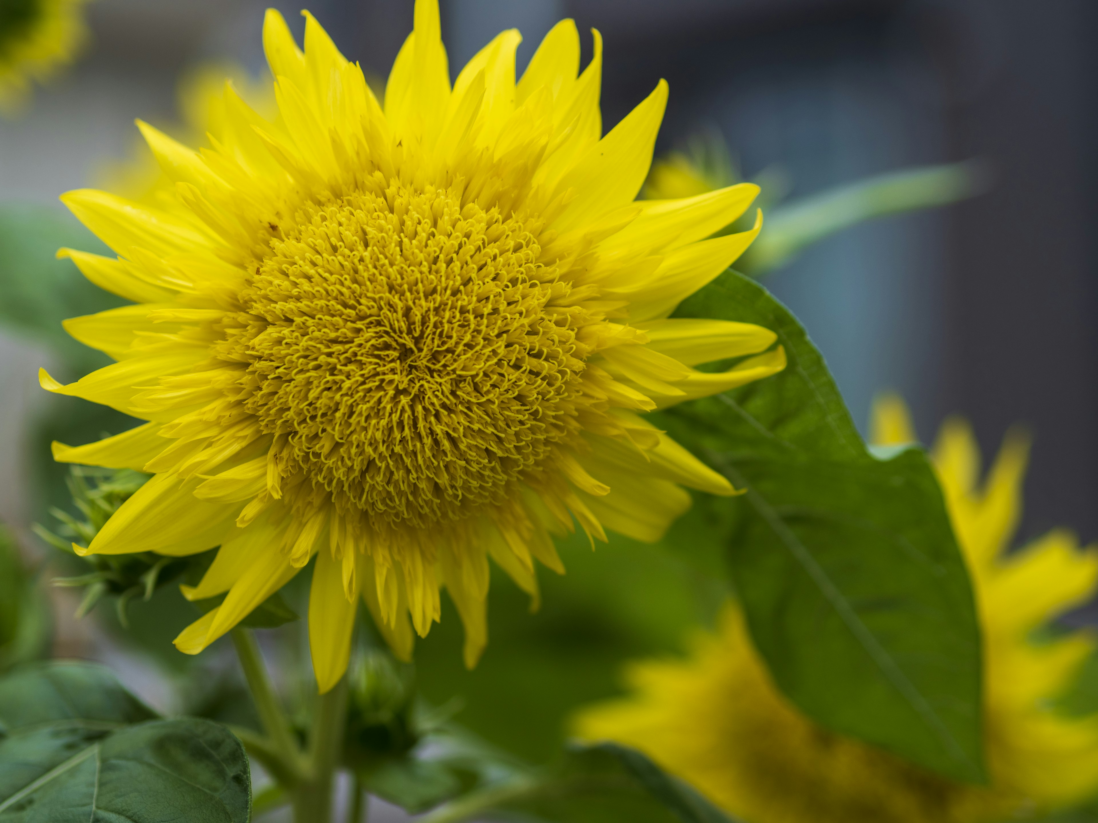 Flor de girasol amarillo brillante con hojas verdes