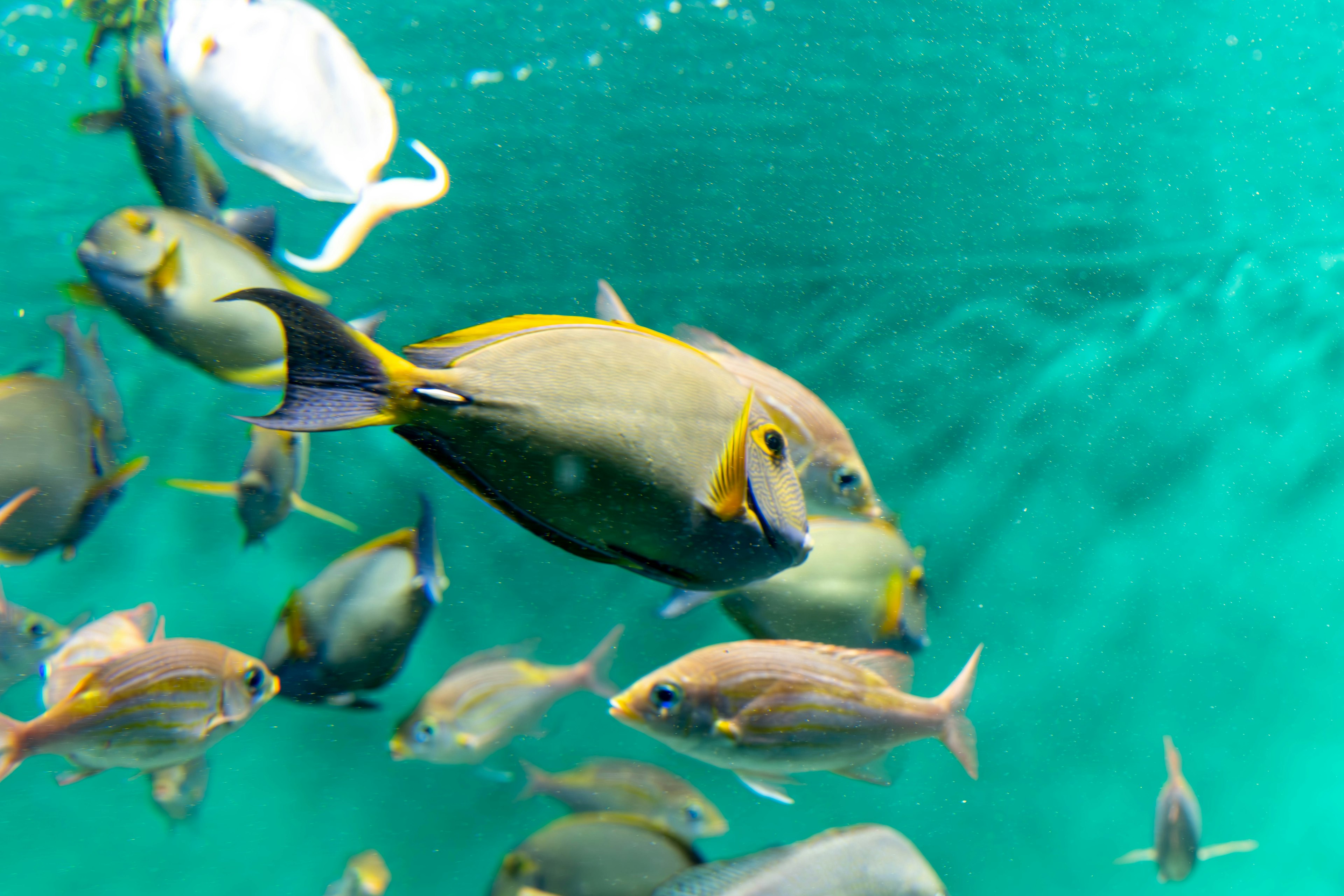 A school of fish swimming in blue water with a white fish