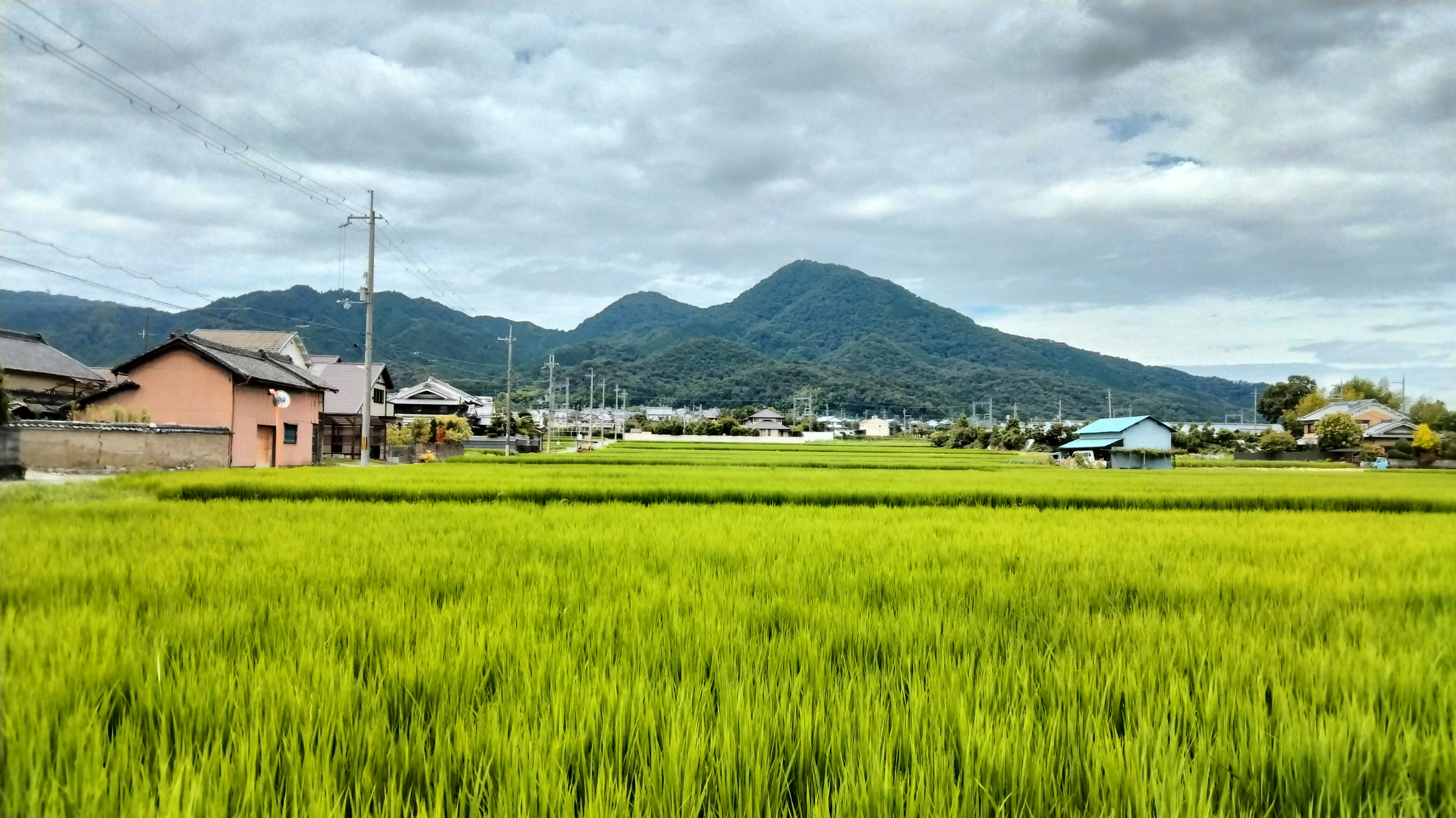 ทุ่งข้าวสีเขียวสดใสพร้อมภูเขาในพื้นหลัง