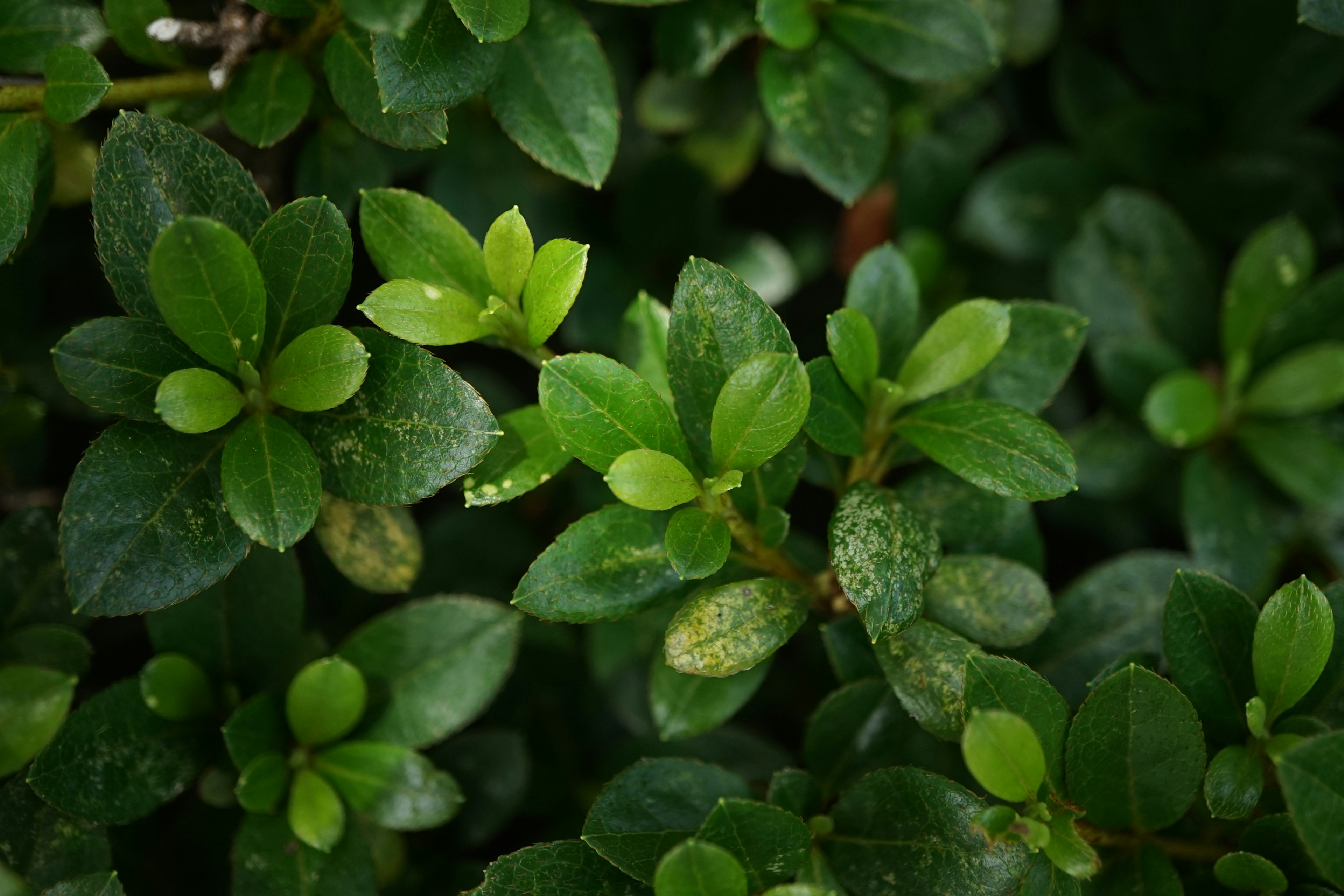 Close-up of dense green leaves on a plant