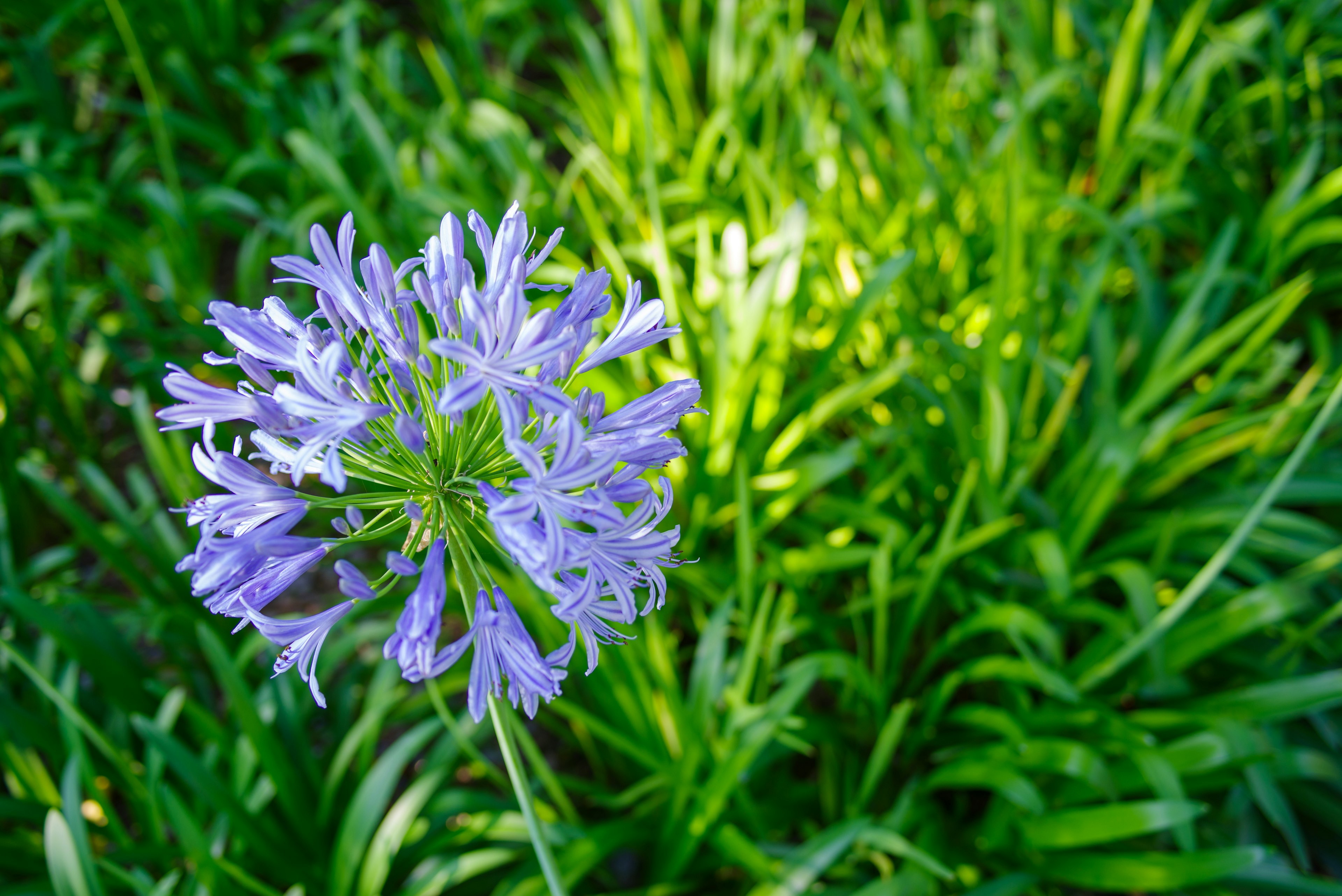 Vibrant purple flower blooming among green grass