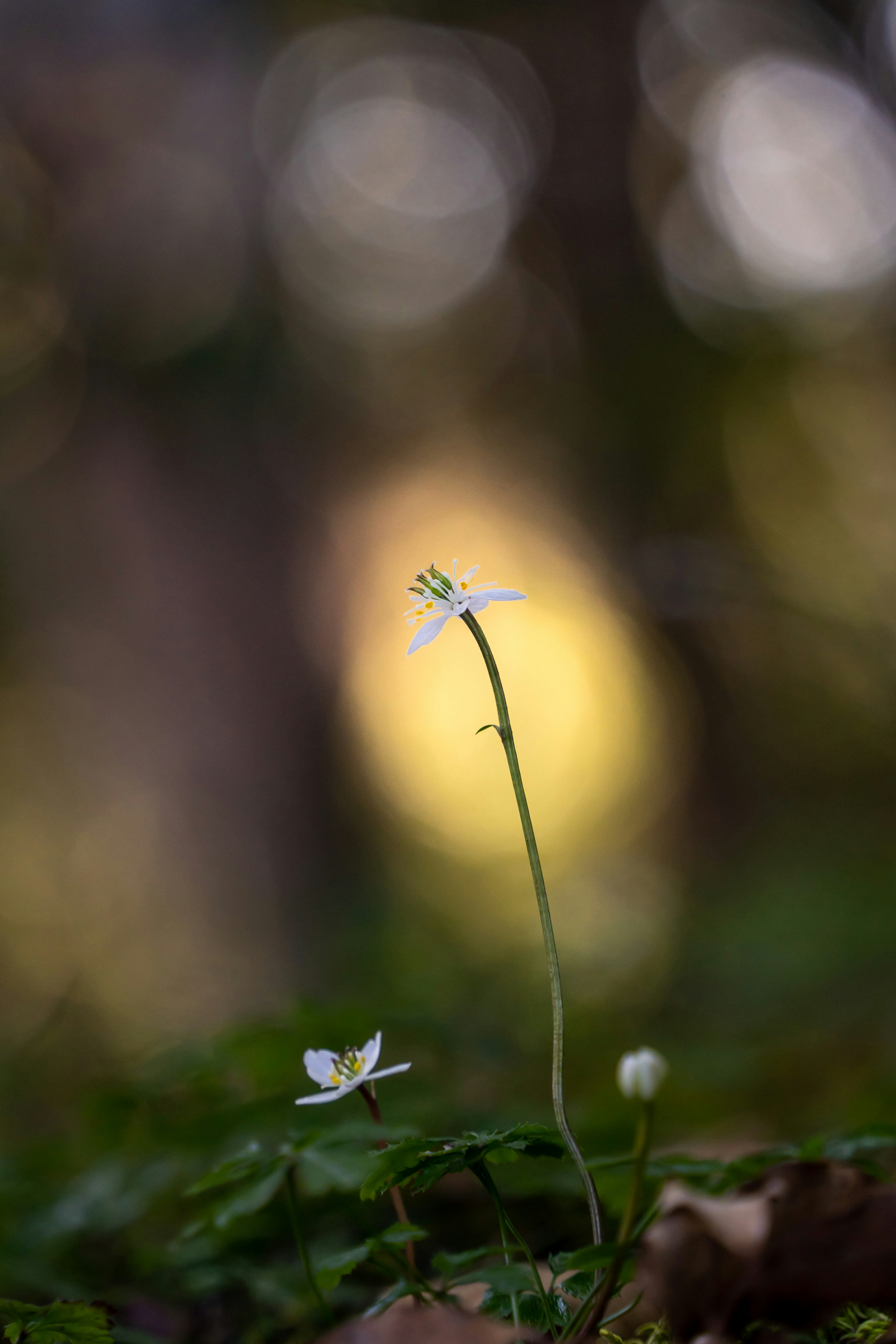 Eine weiße Blume steht vor einem verschwommenen Waldhintergrund