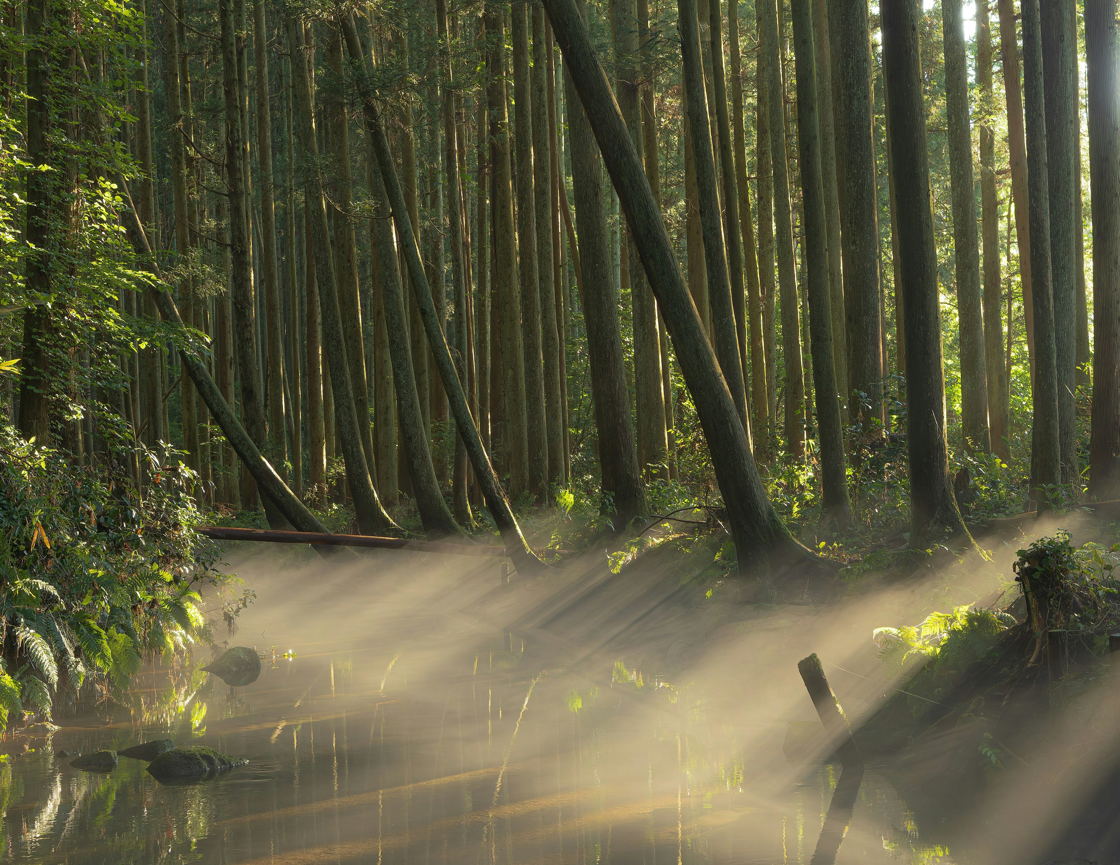 Bosque frondoso con un arroyo y rayos de luz