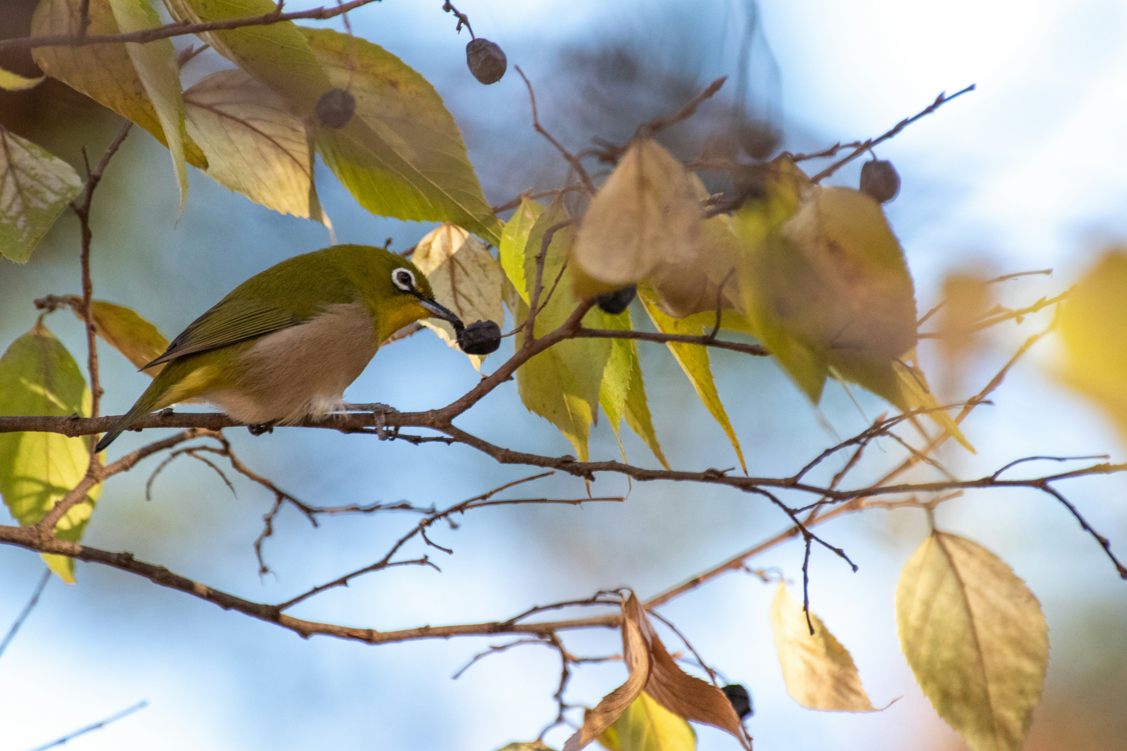 緑色の鳥が秋の葉の間に止まっている