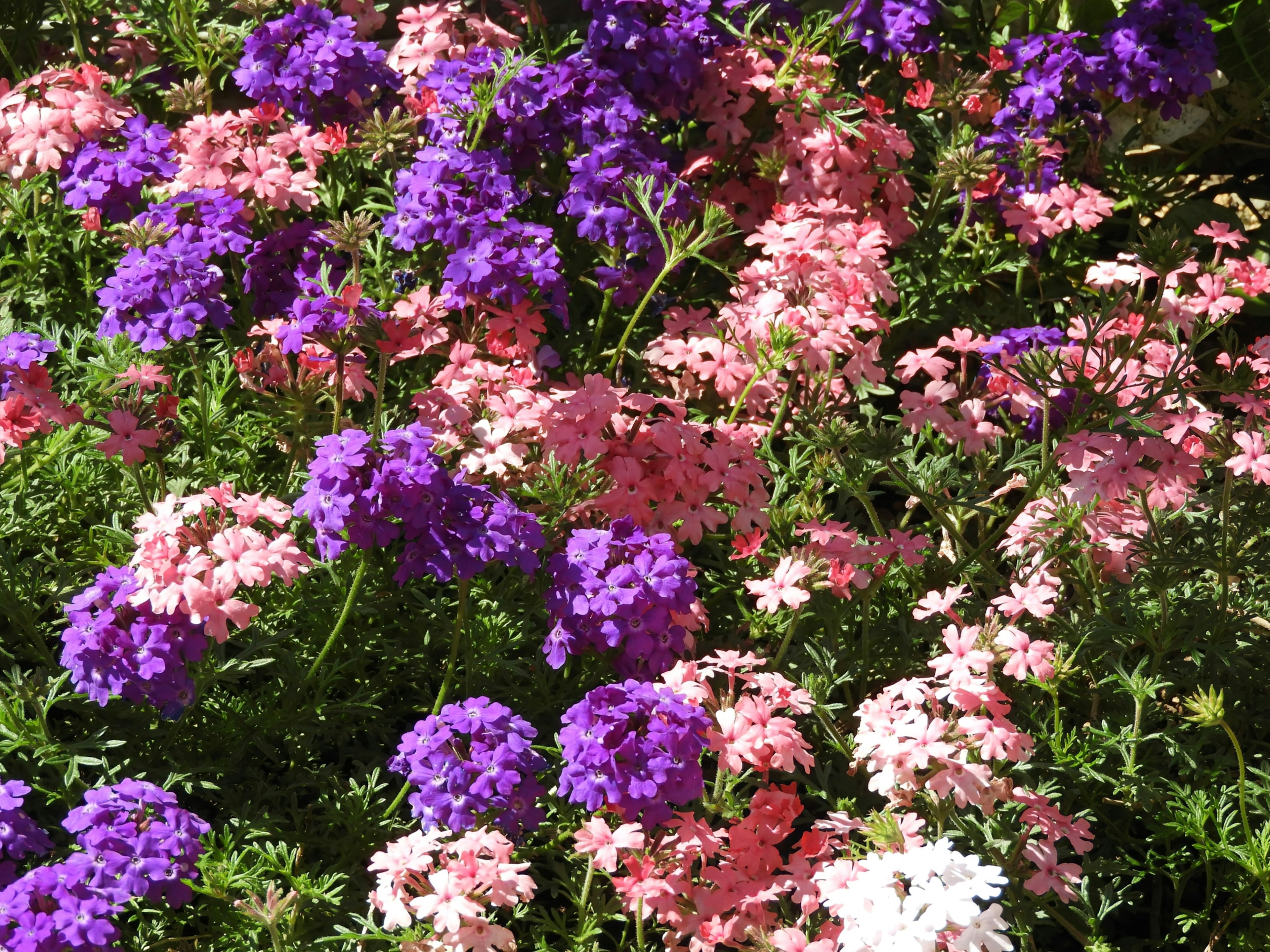 A vibrant garden scene featuring clusters of purple and pink flowers