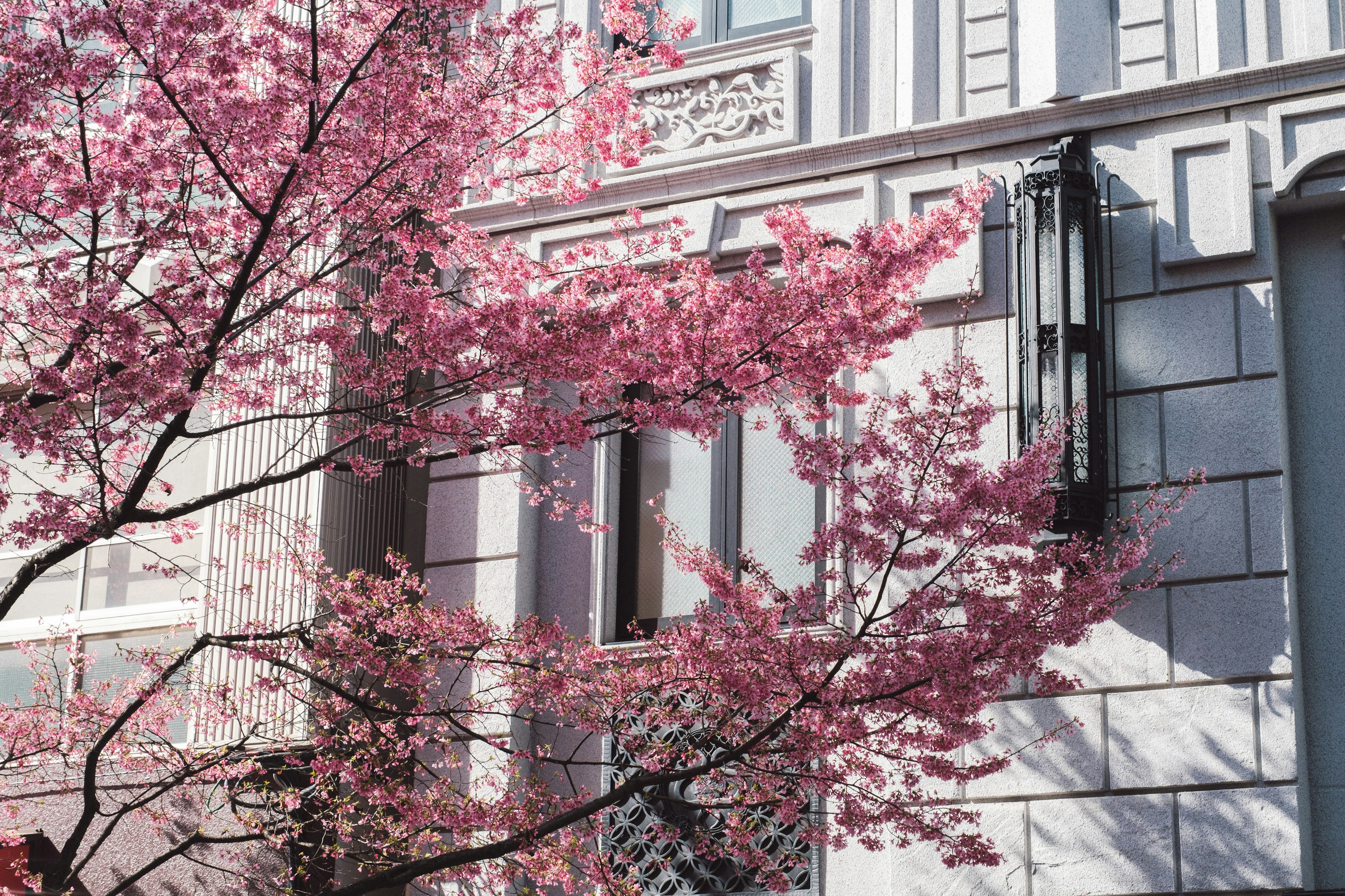 桜の花が咲く建物の外観