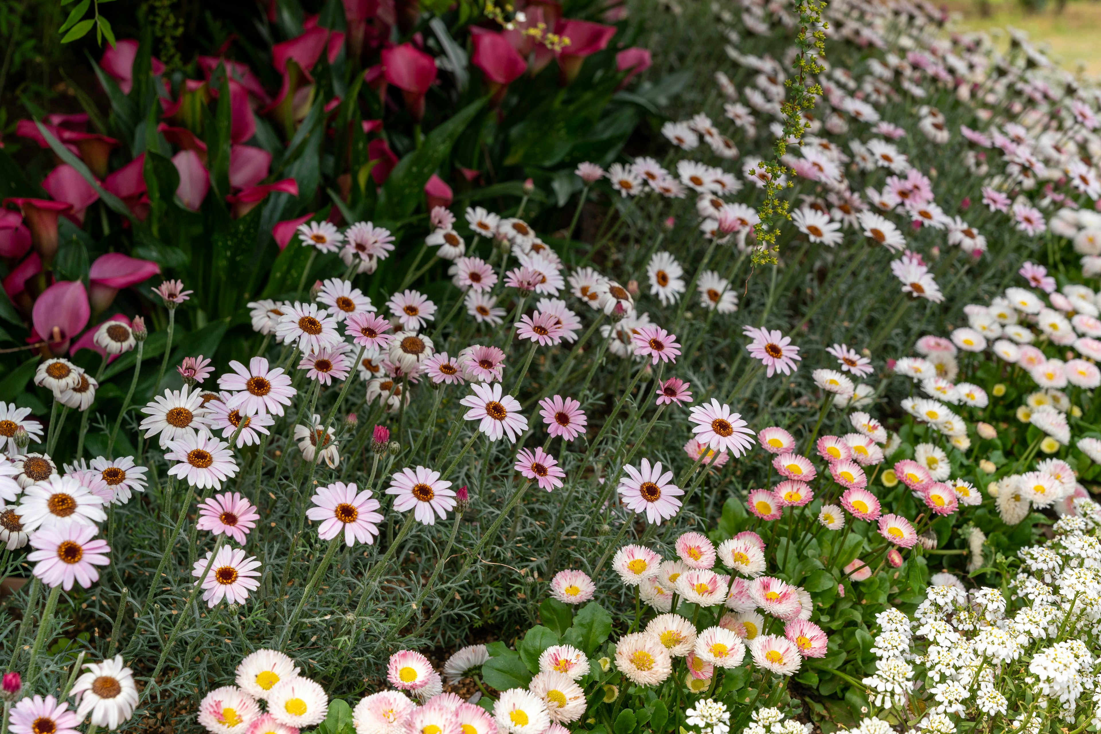 Eine schöne Gartenszene mit einer Vielzahl blühender Blumen