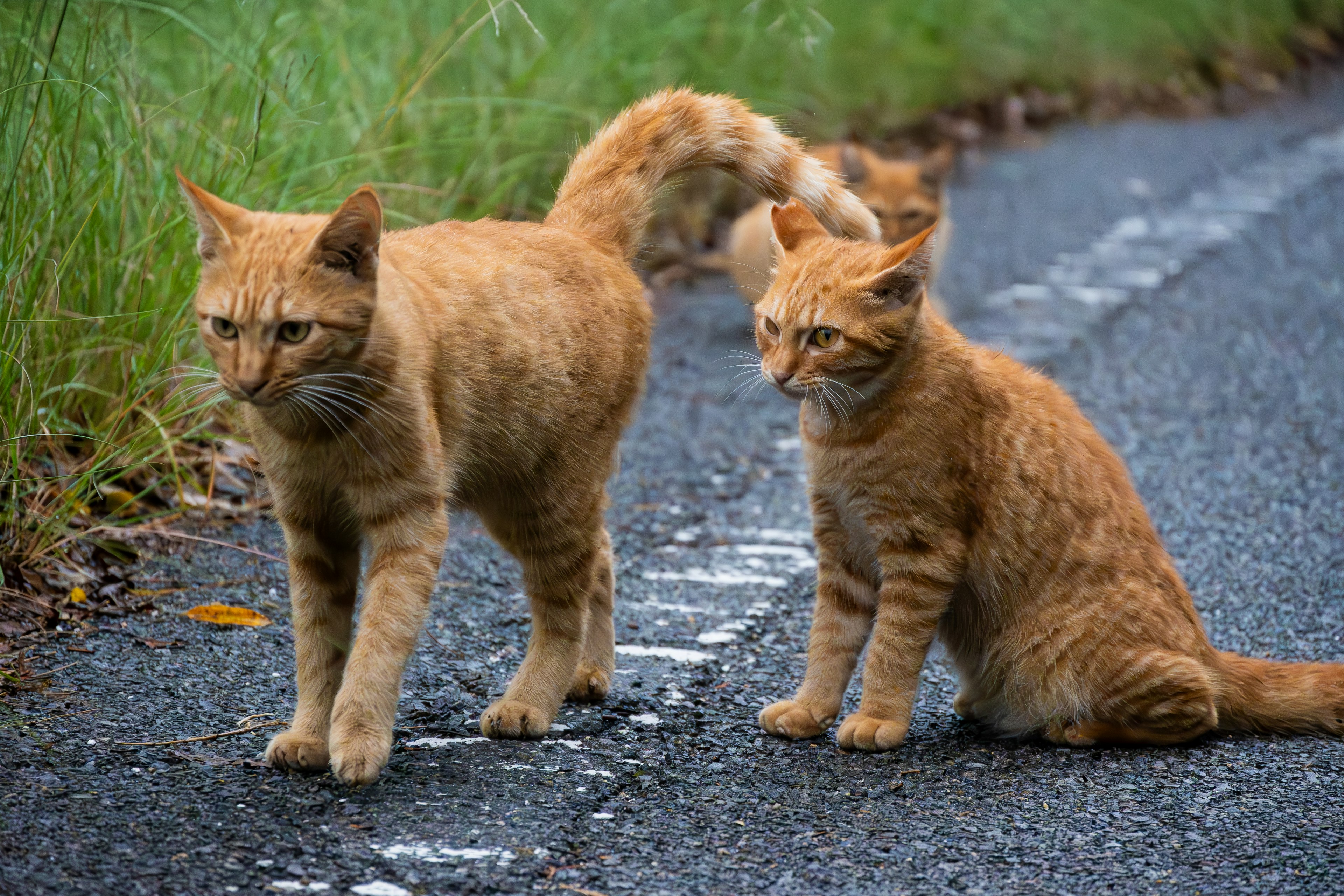 Two orange cats standing near the roadside