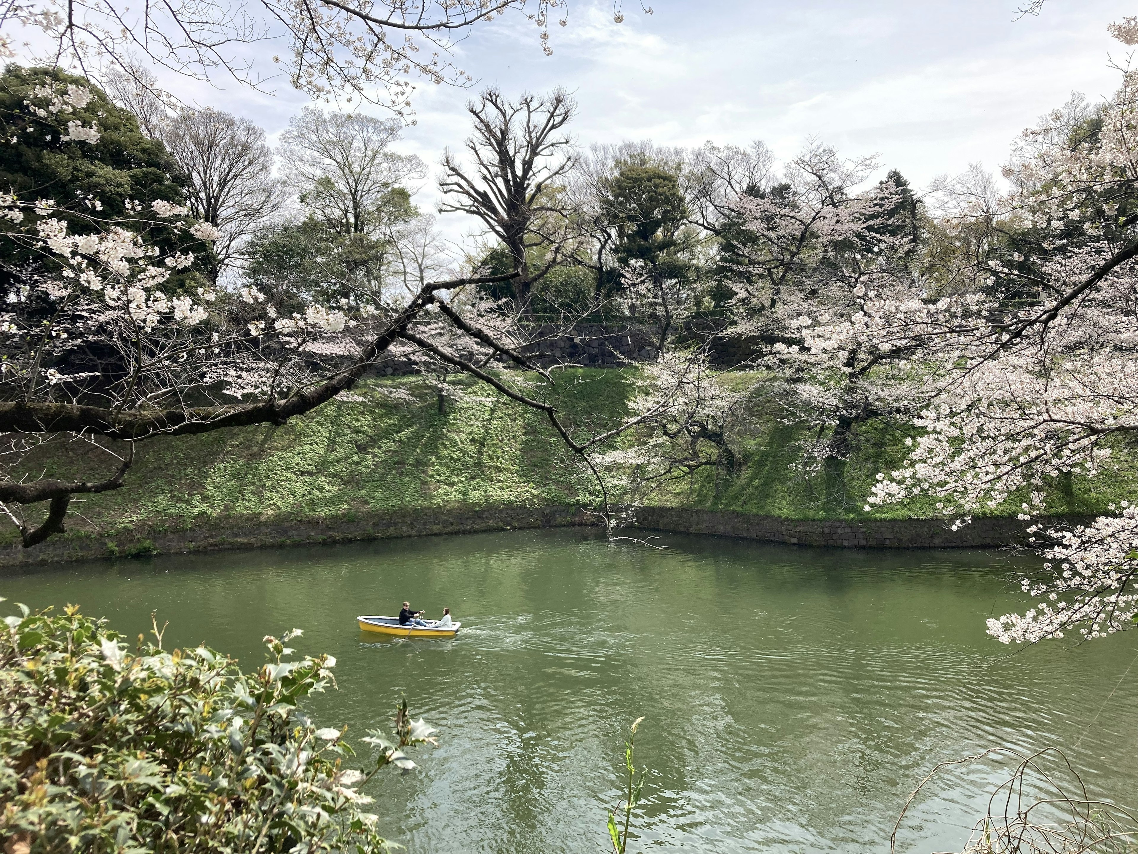 桜の木が咲く川でカヌーを漕ぐ人