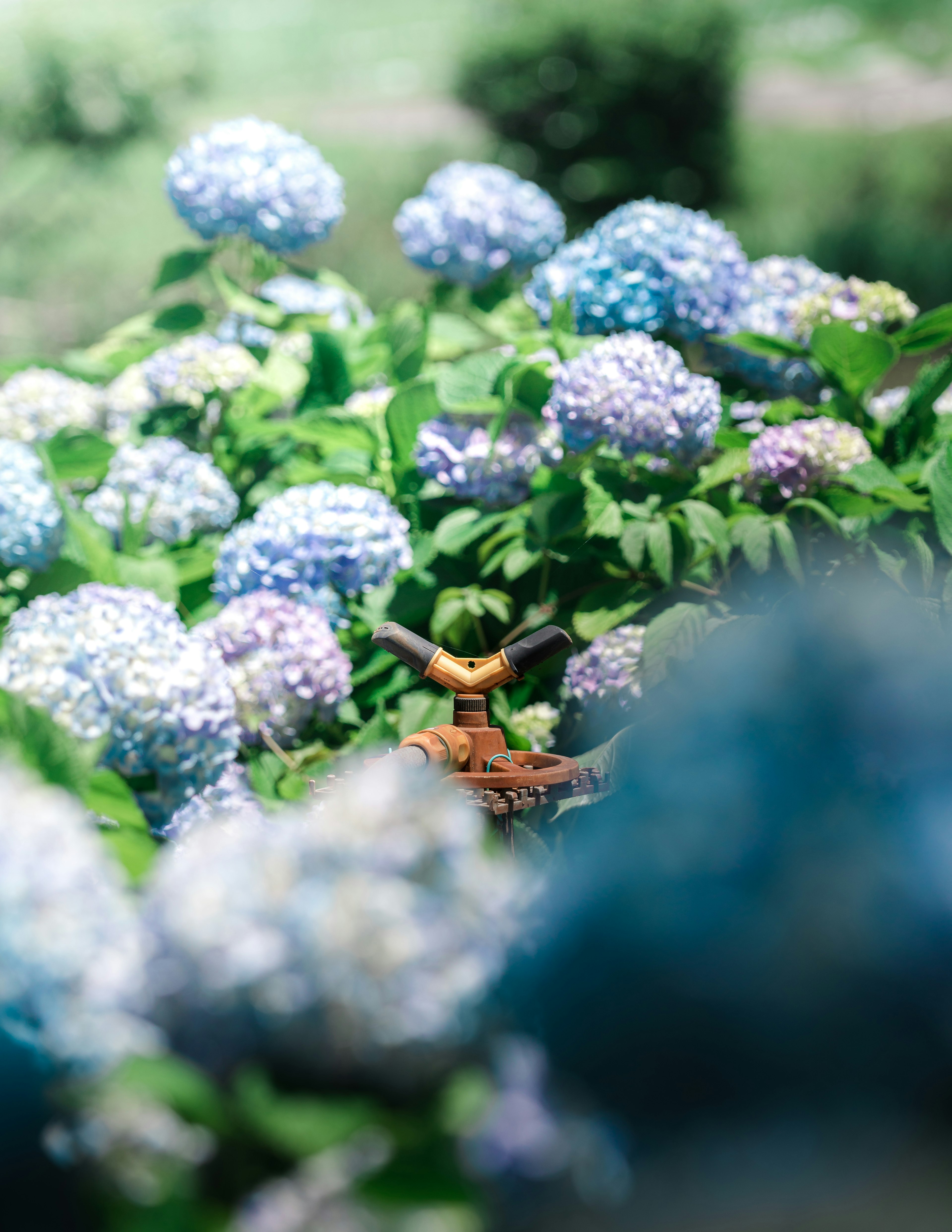 Un jardin rempli d'hortensias bleus avec un petit objet décoratif