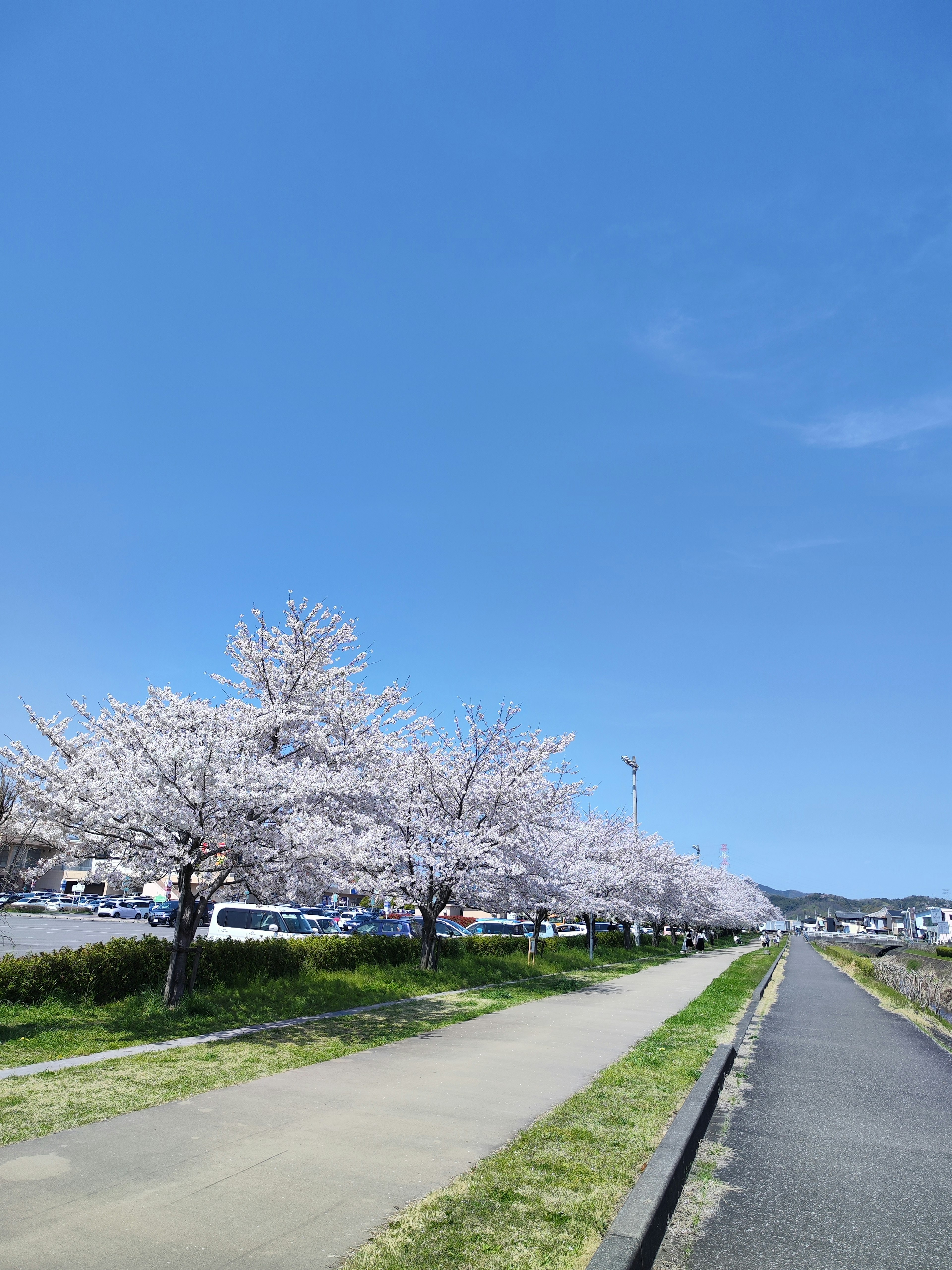 Árboles de cerezo en flor bordeando un camino junto al río bajo un cielo azul claro