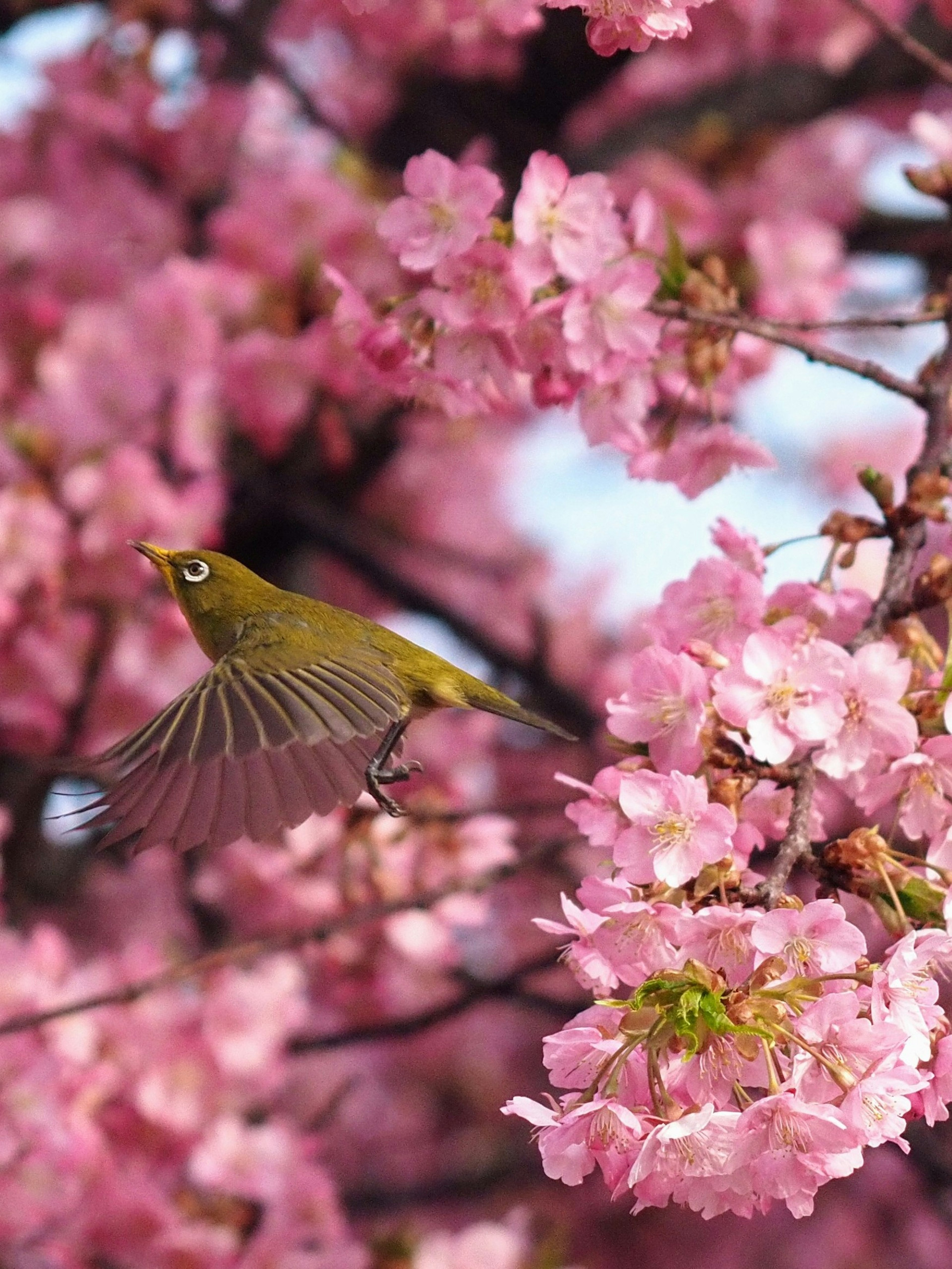 A beautiful scene of cherry blossoms with a small bird