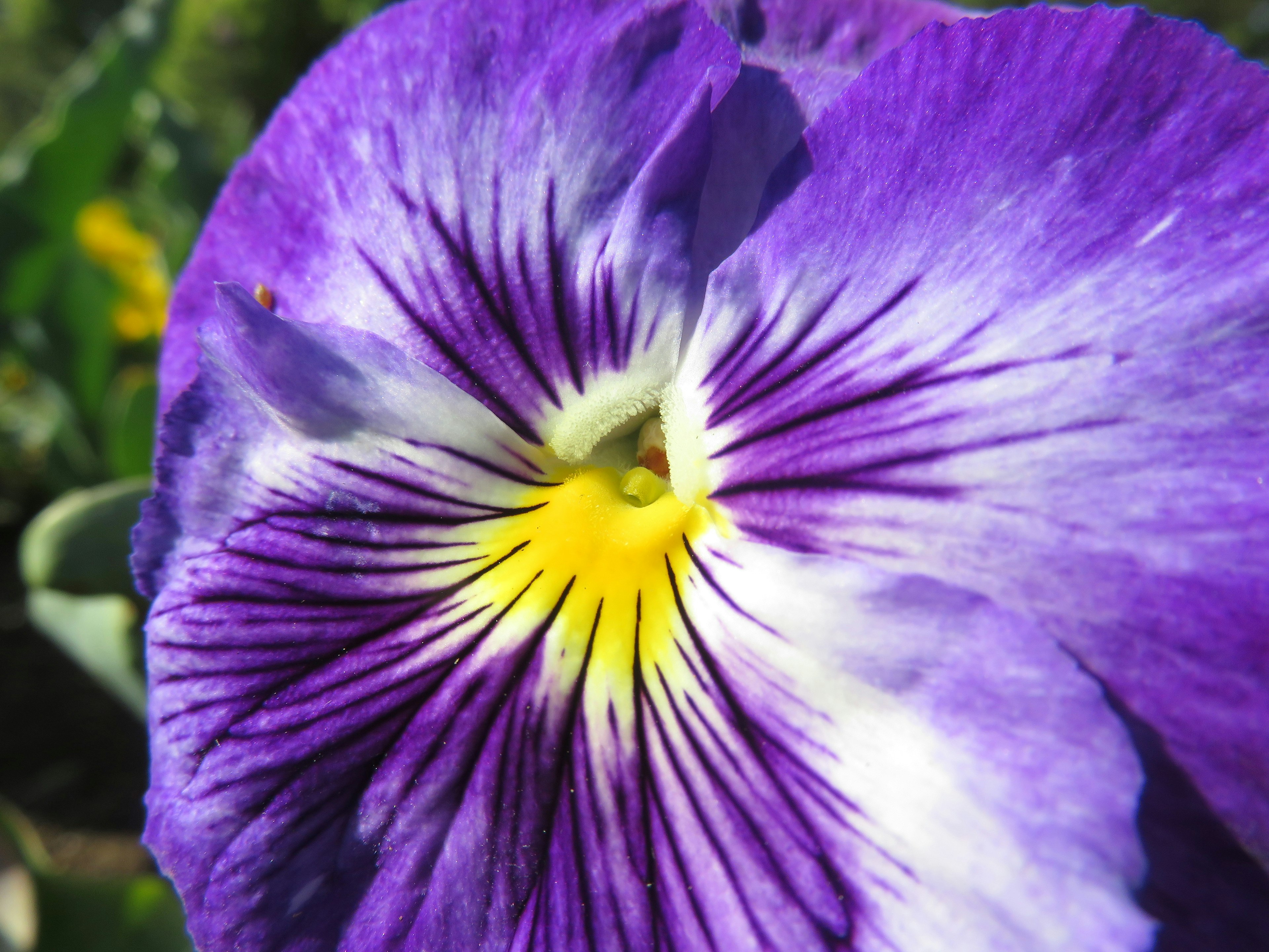 Acercamiento de una flor de pensamiento morada con un centro amarillo