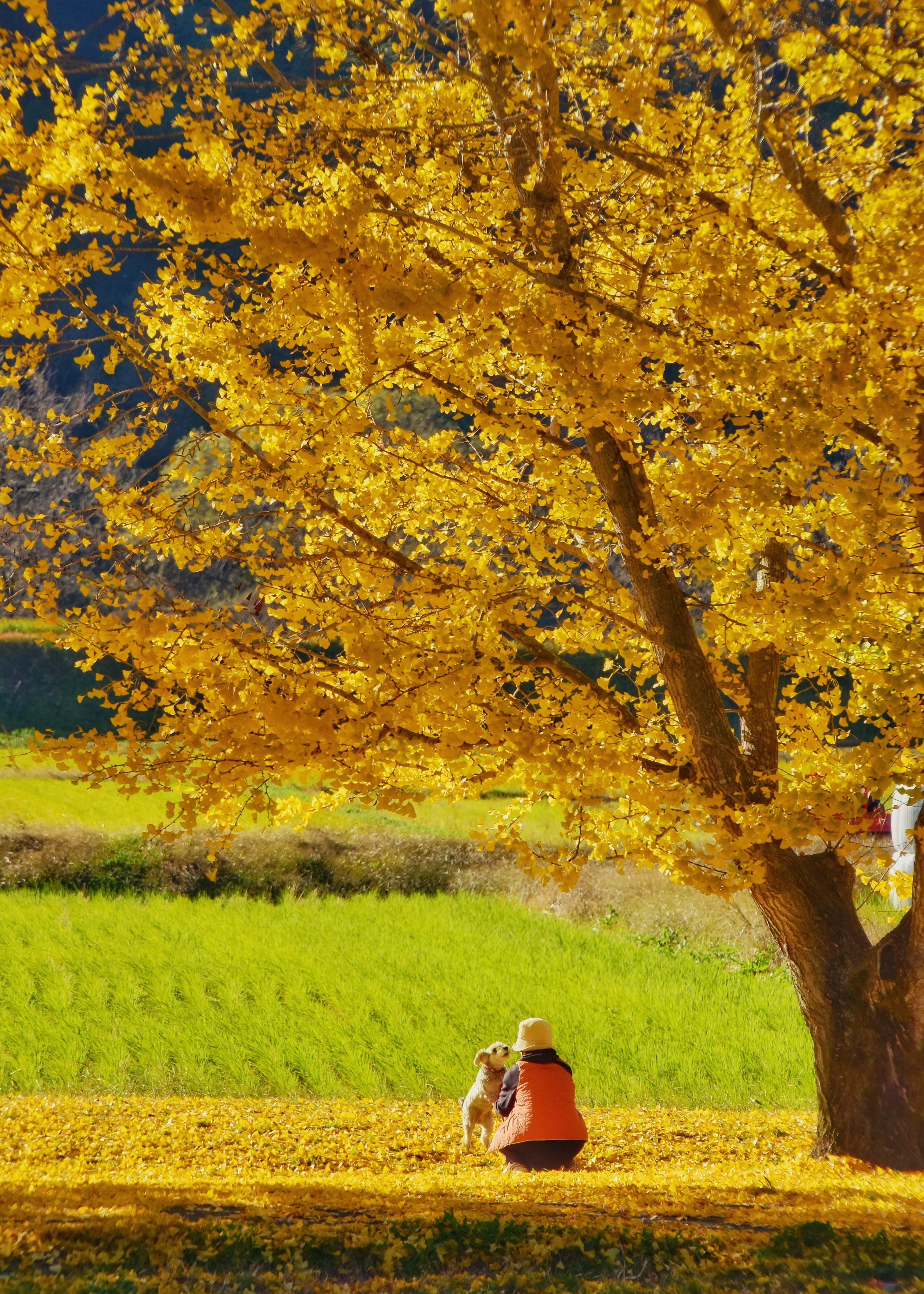 A person relaxing under a large tree with vibrant yellow leaves