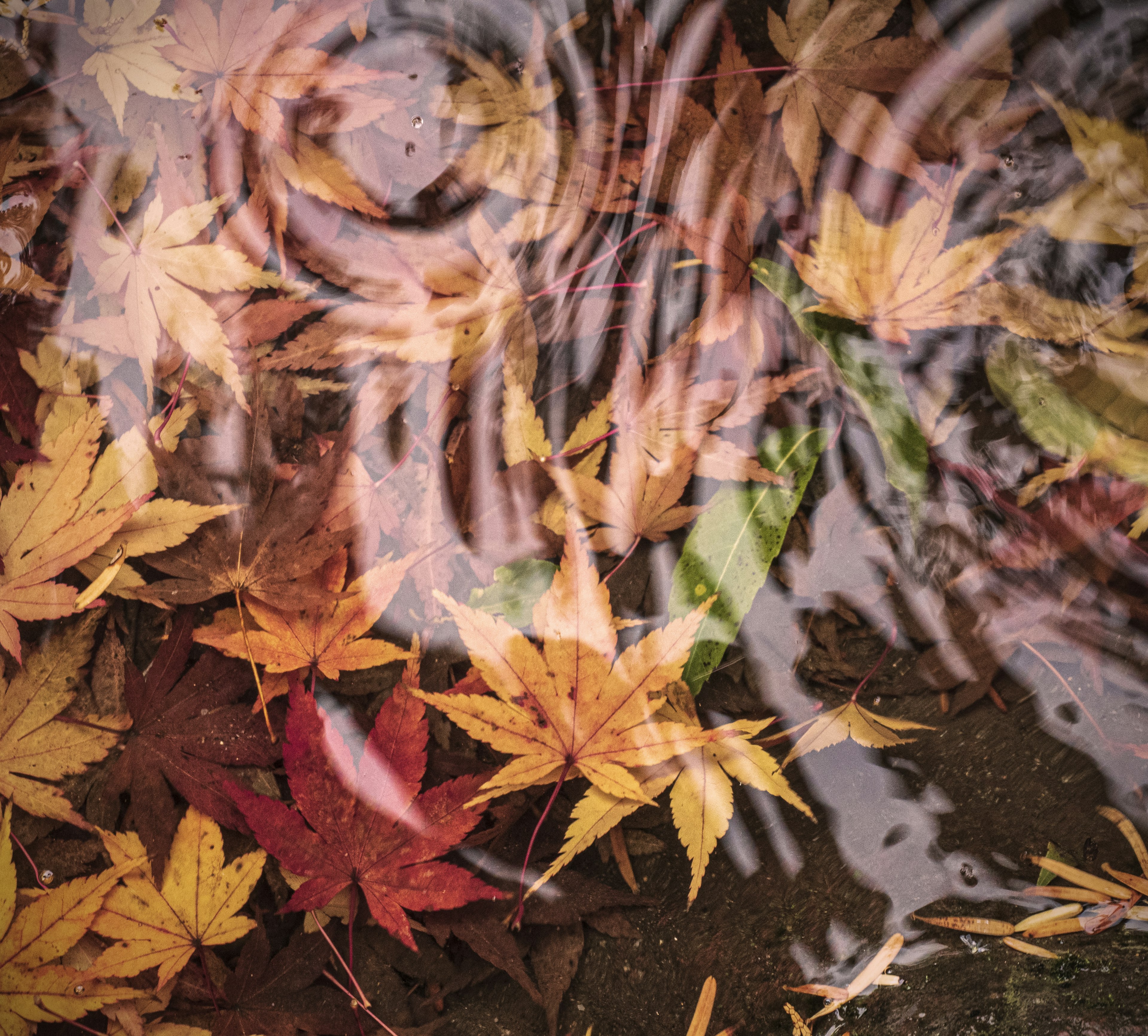 Feuilles d'automne flottant sur l'eau avec des ondulations