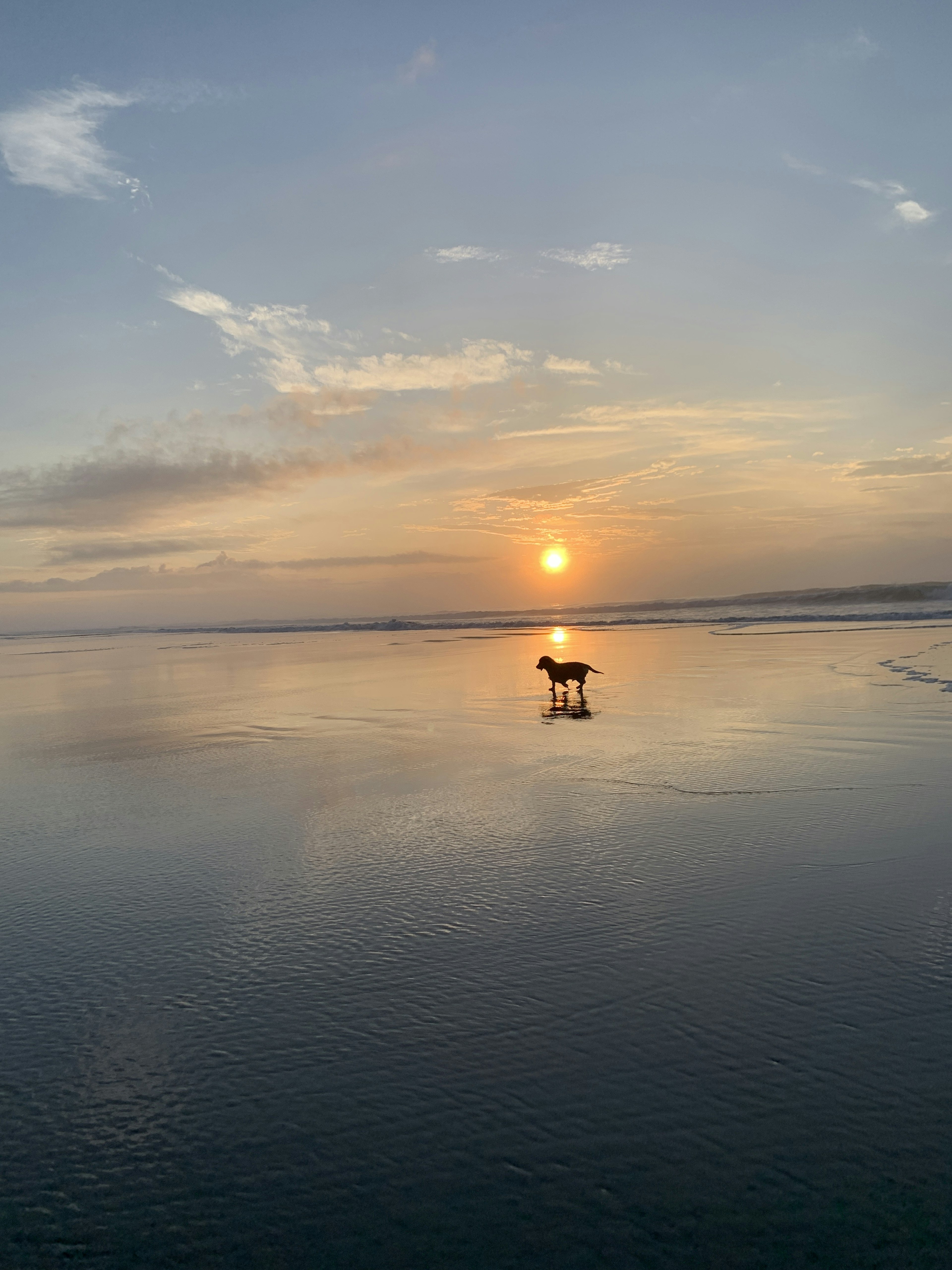 A horse standing in calm water with a sunset in the background