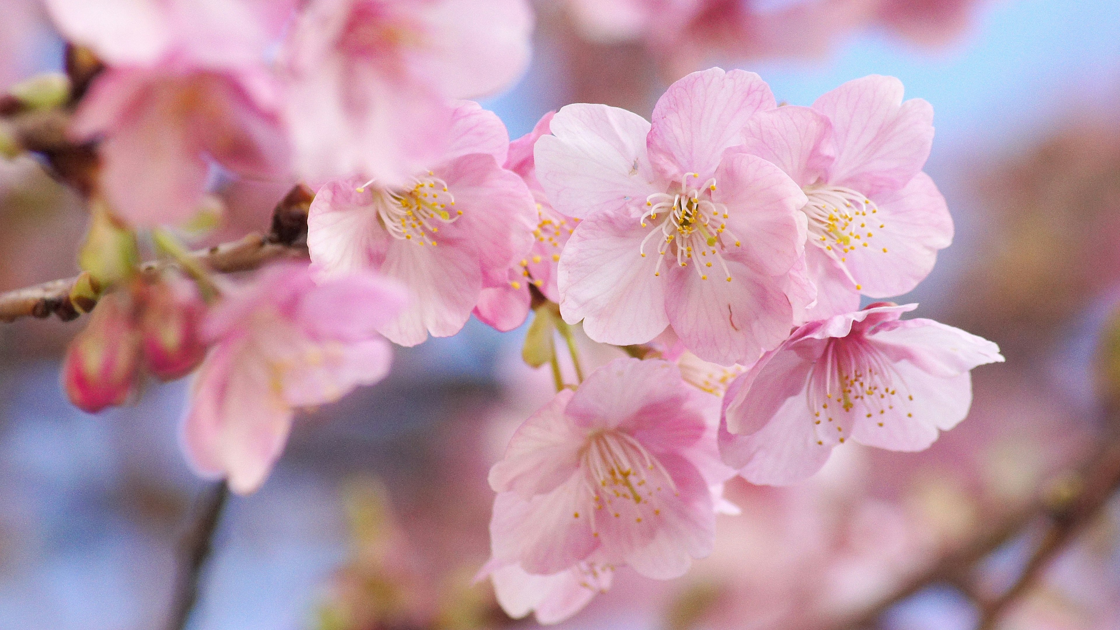 Acercamiento de flores de cerezo en una rama