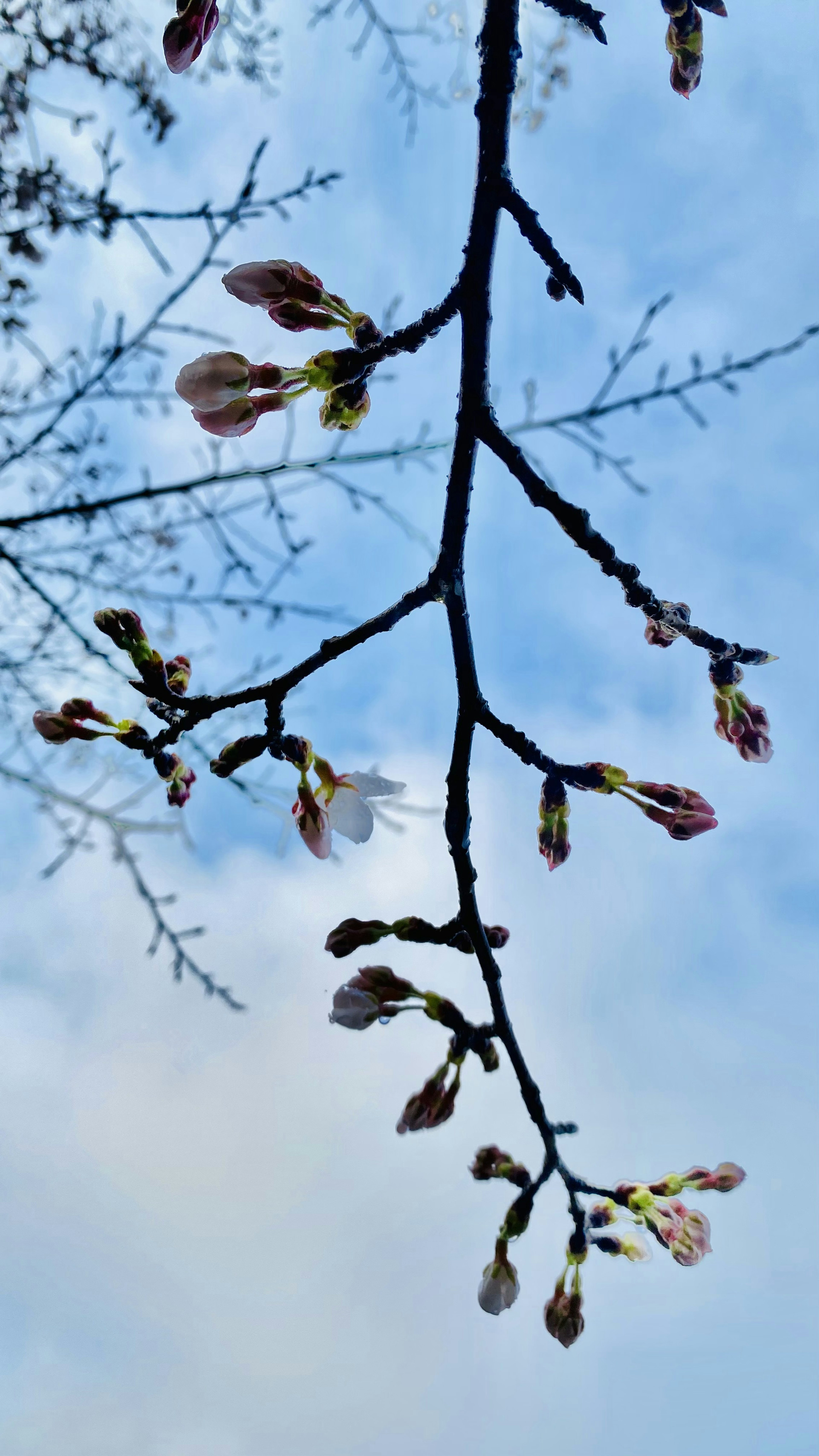 Ein Zweig mit Kirschblütenknospen vor einem blauen Himmel