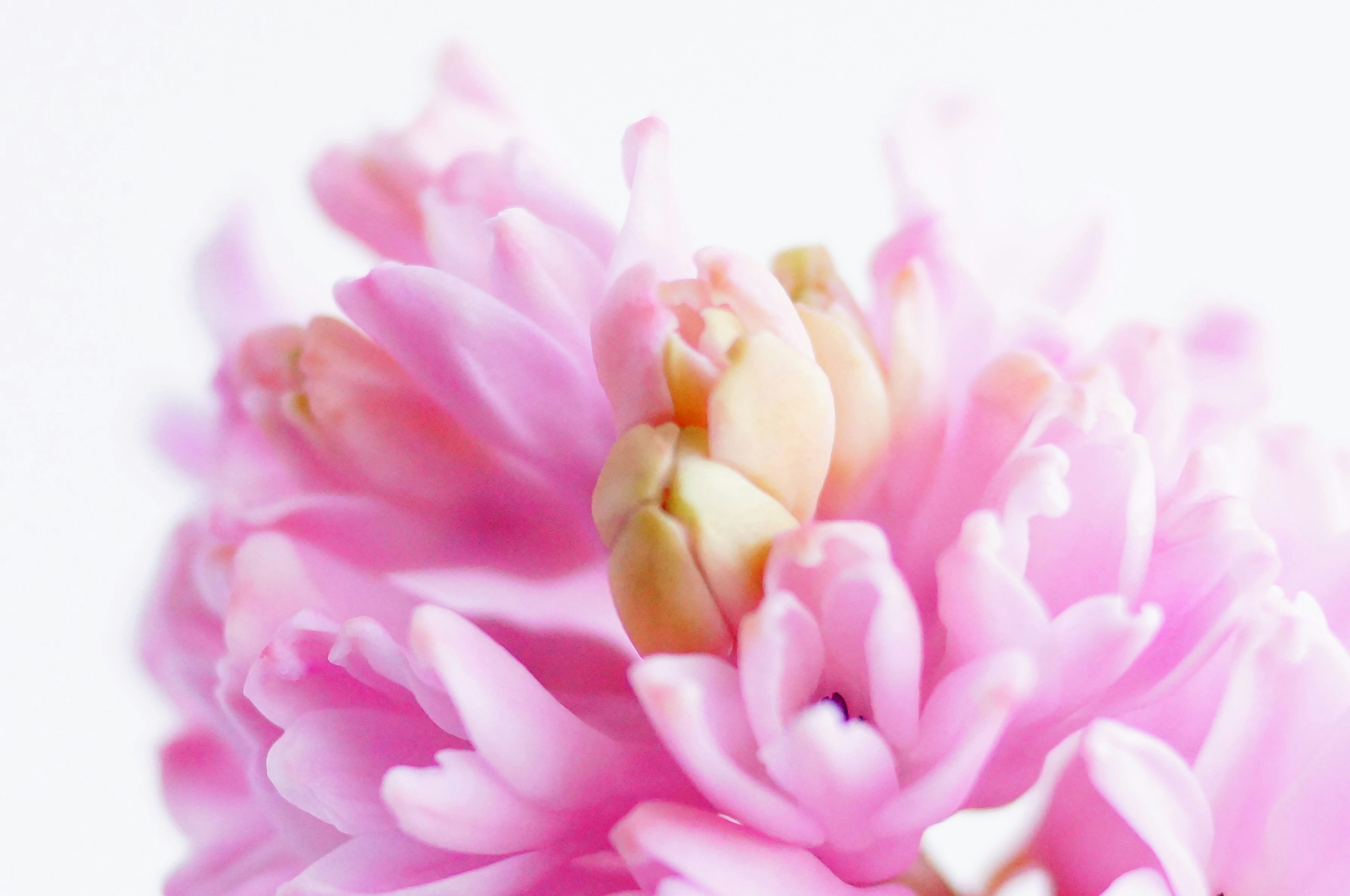 Primer plano de una hermosa flor con pétalos rosa pálido superpuestos