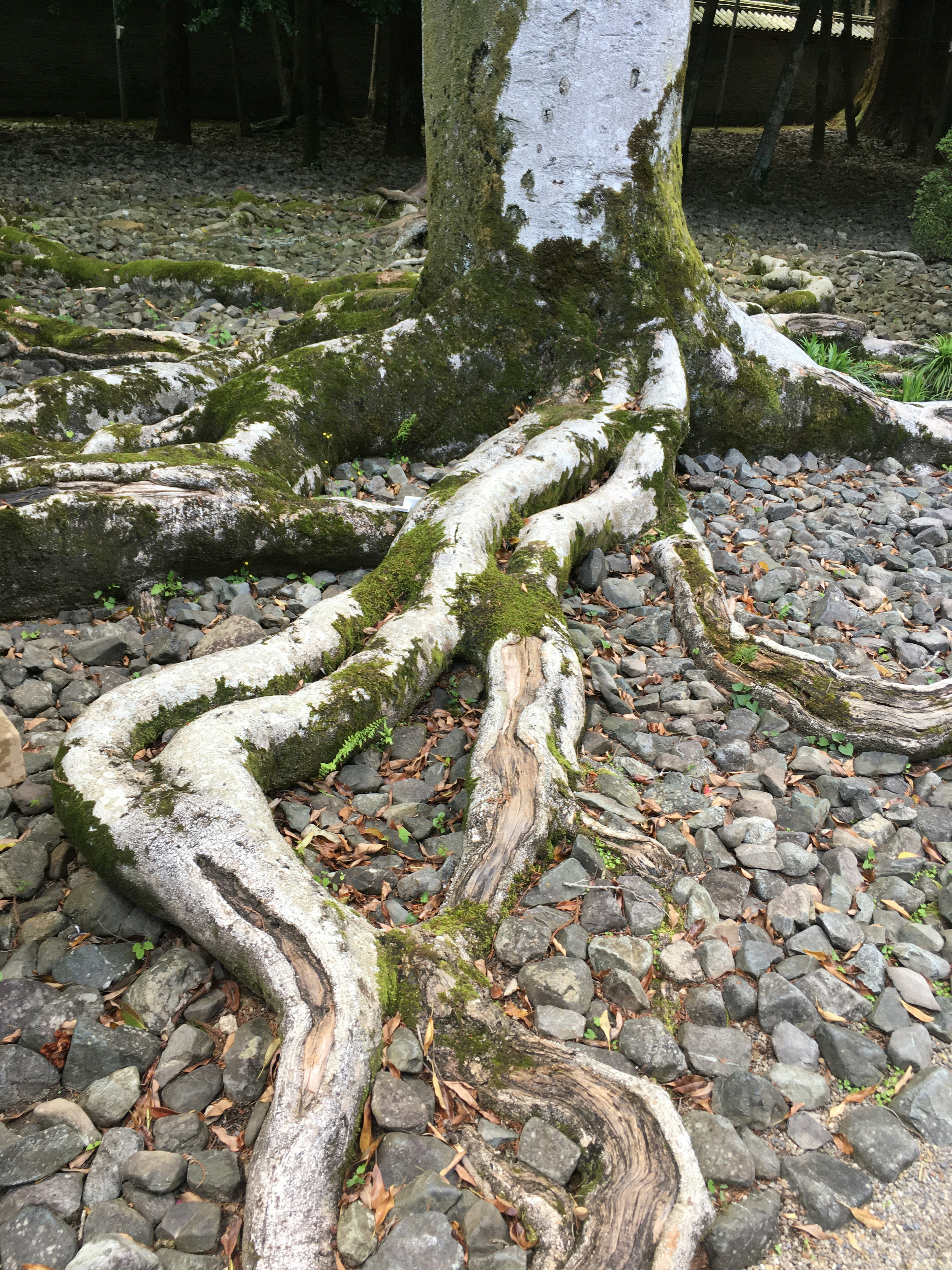 樹の根が岩の上に広がっている様子 mossと石が見える