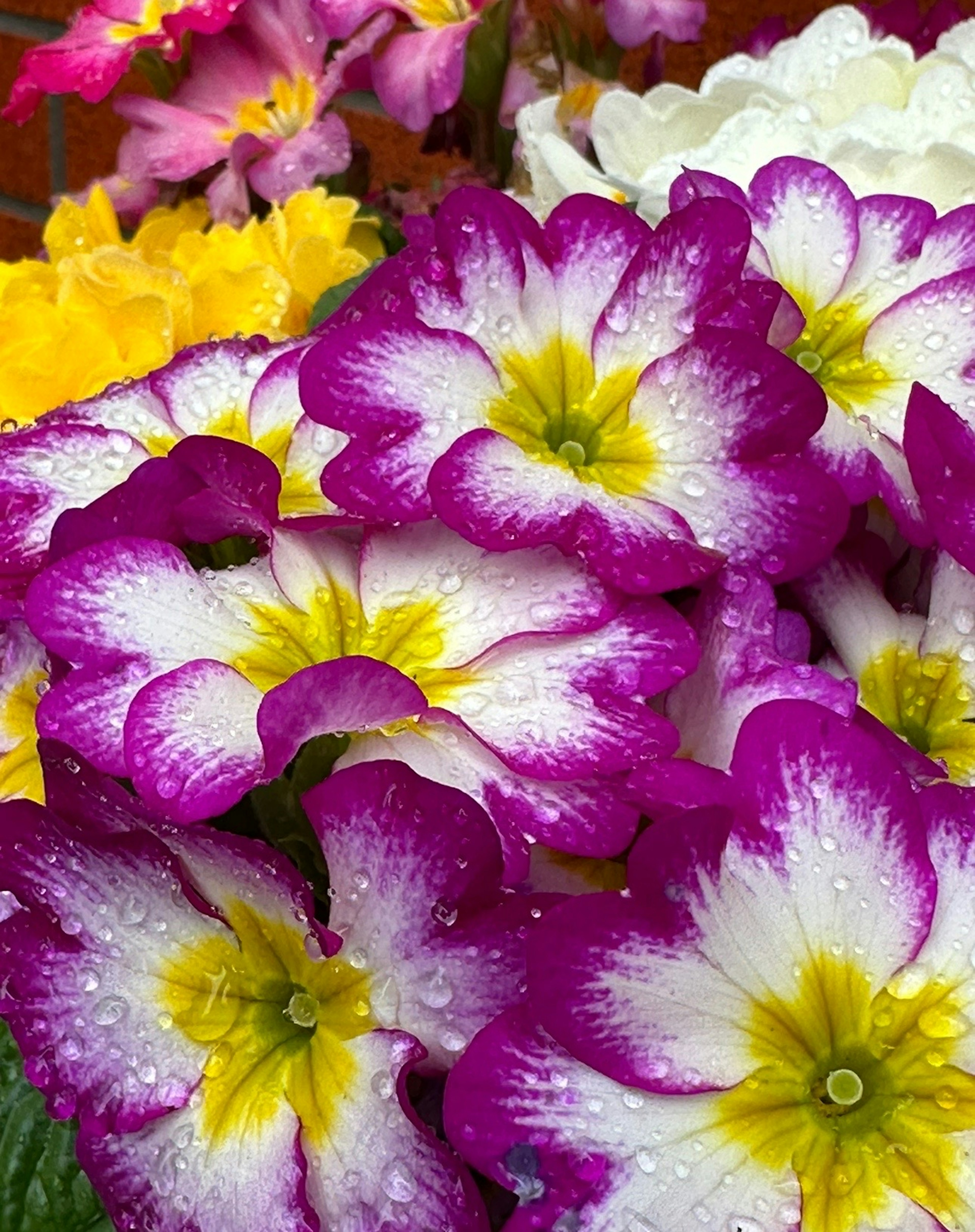 Vibrante composizione di fiori di primula con petali viola e bianchi adornati di gocce di pioggia