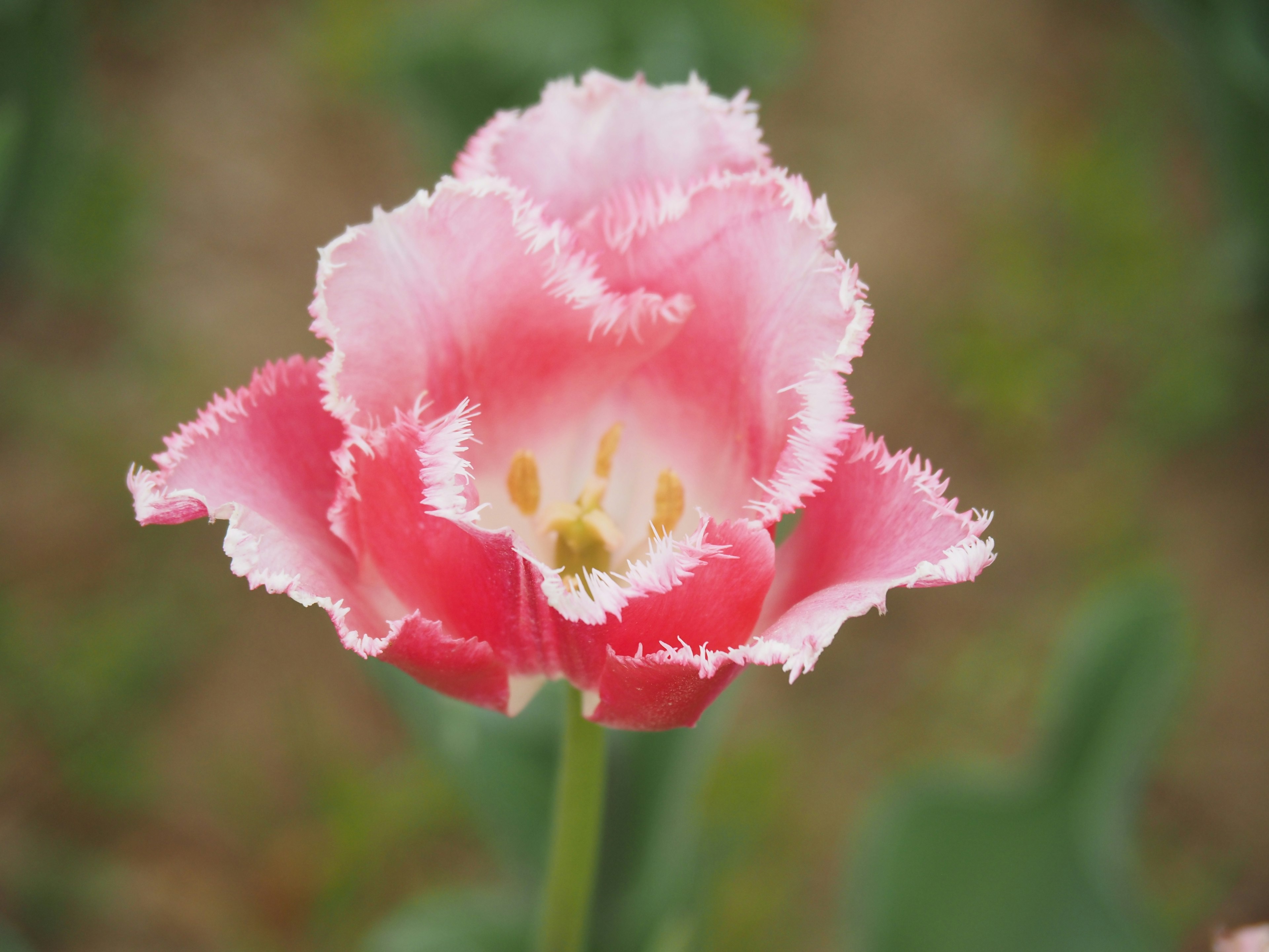 Close-up of a beautiful pink tulip flower surrounded by green leaves