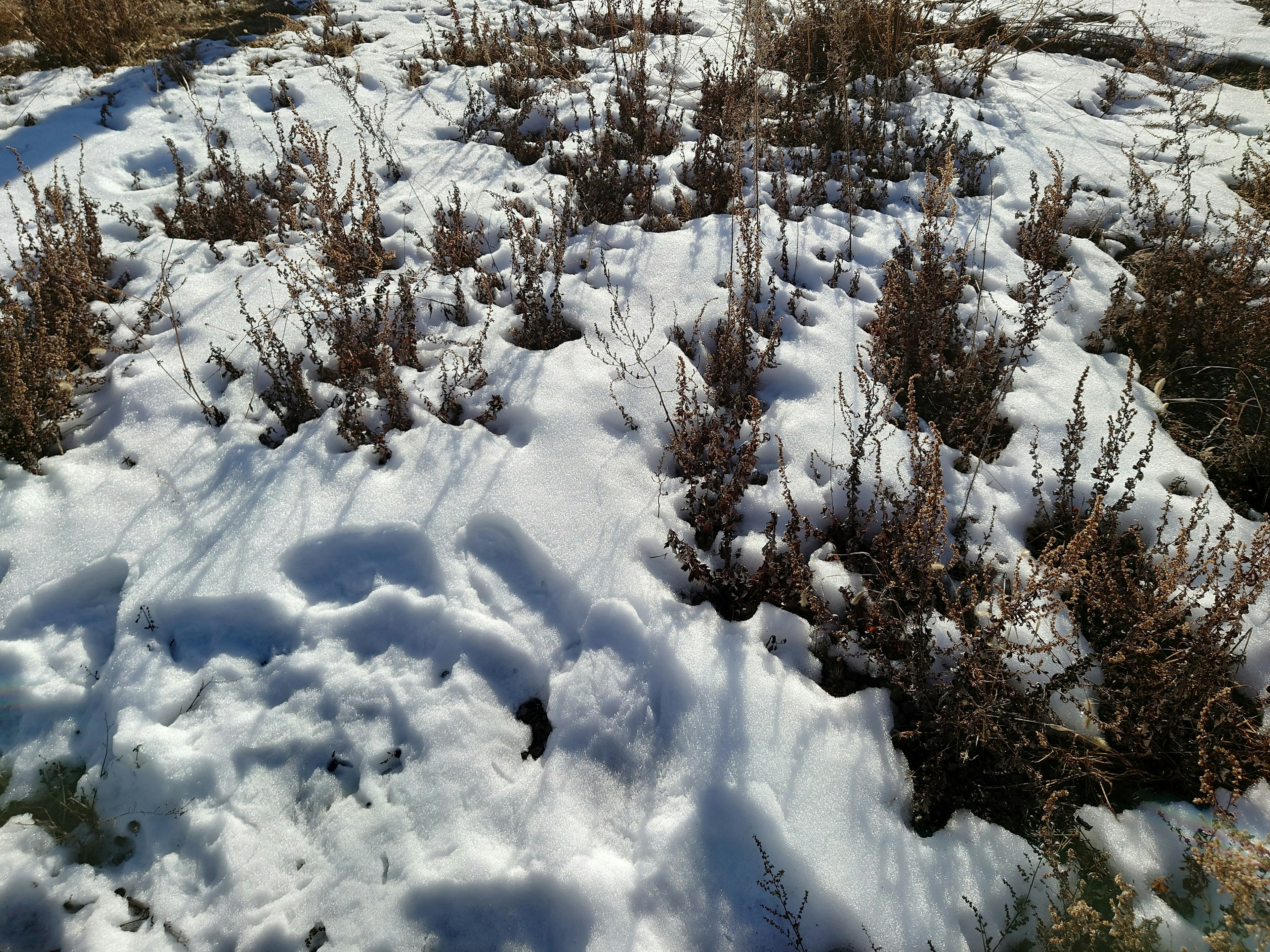 Terra coperta di neve e erba secca